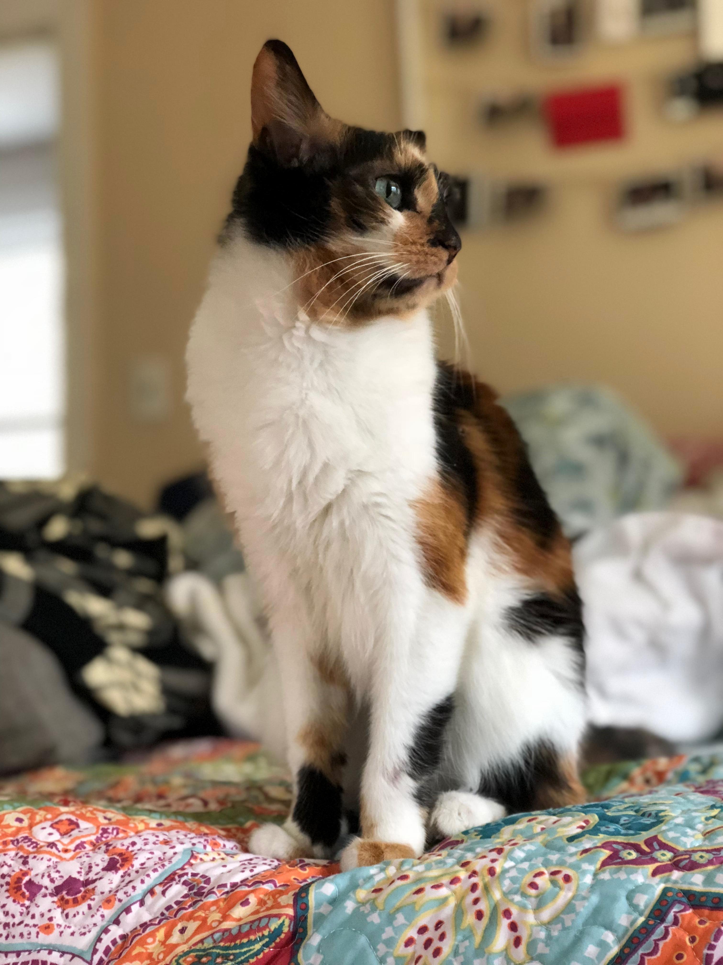 My Sweet Calico Is Looking Forward to Her Birthday