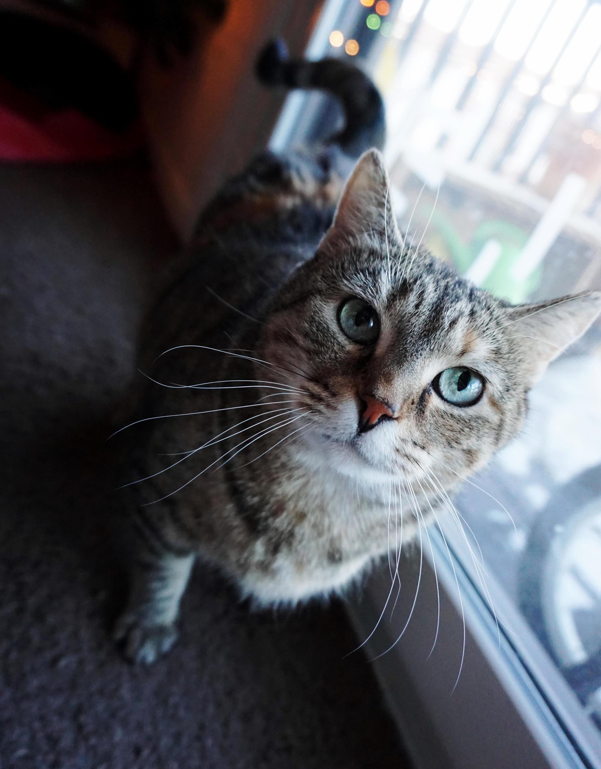 My Sweet Lana Kitty.
