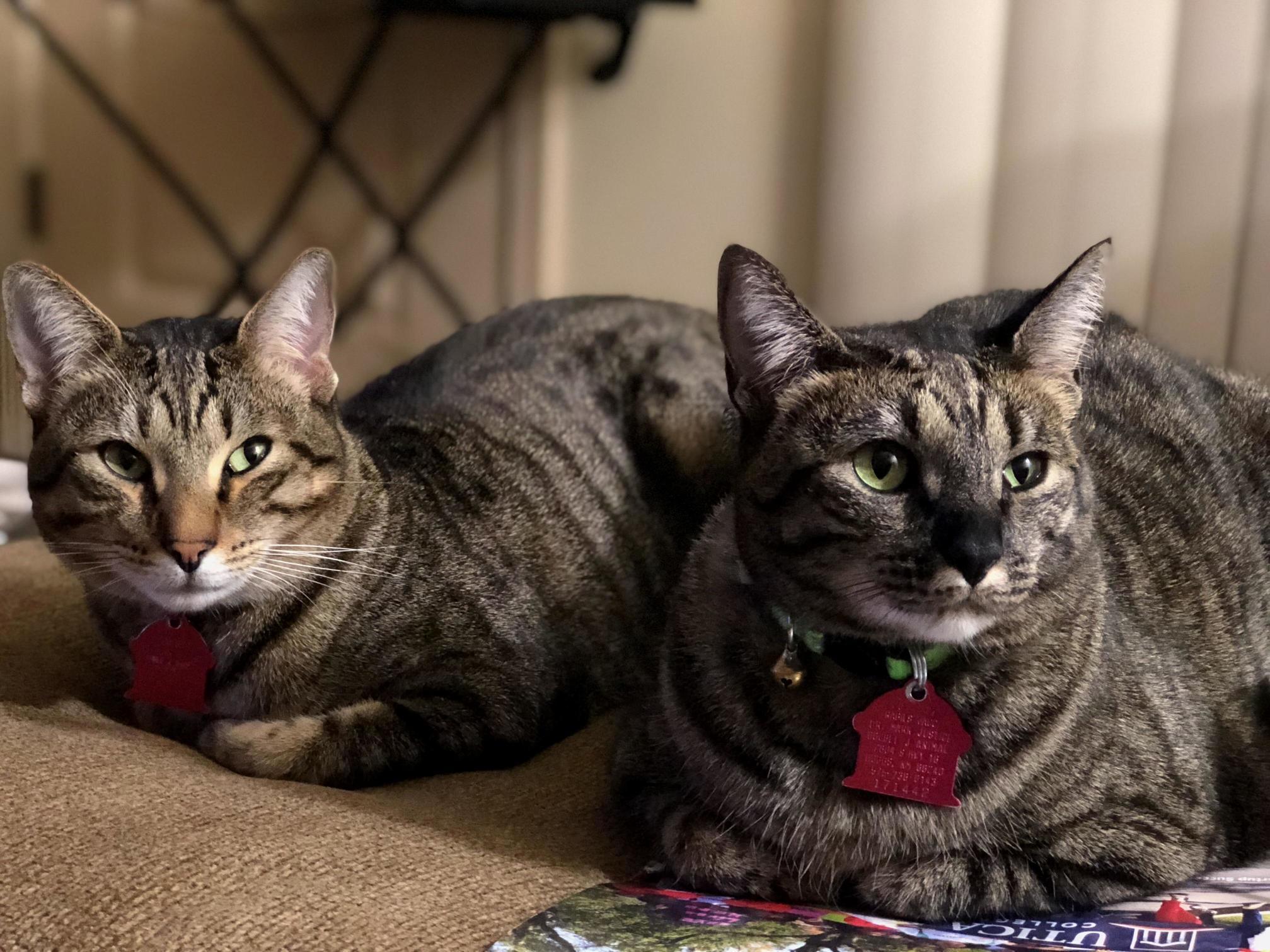 My Two Beautiful Fur Babies Thor and Queen Victoria