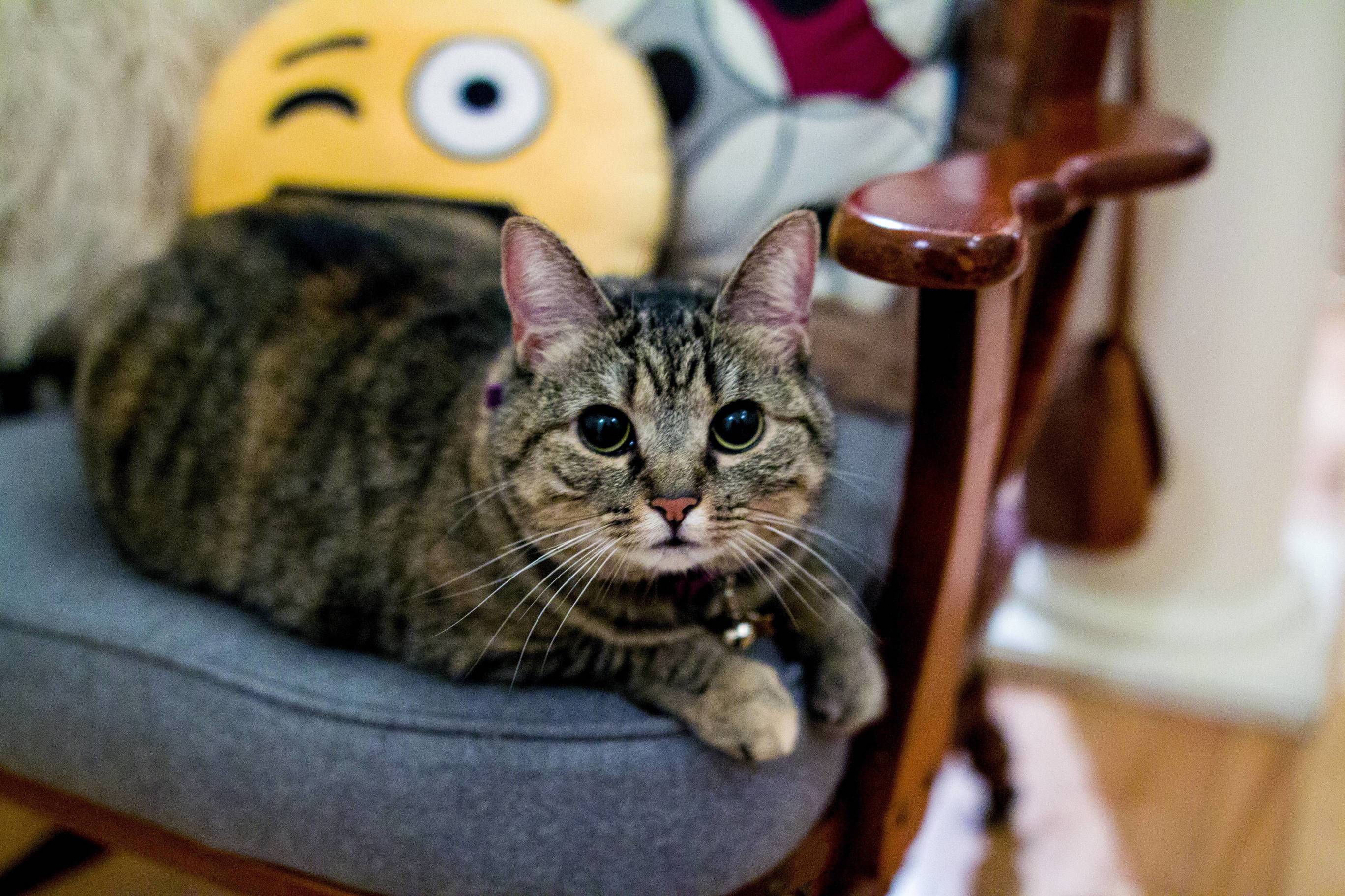 Nala Ready to Attack Cuddle.