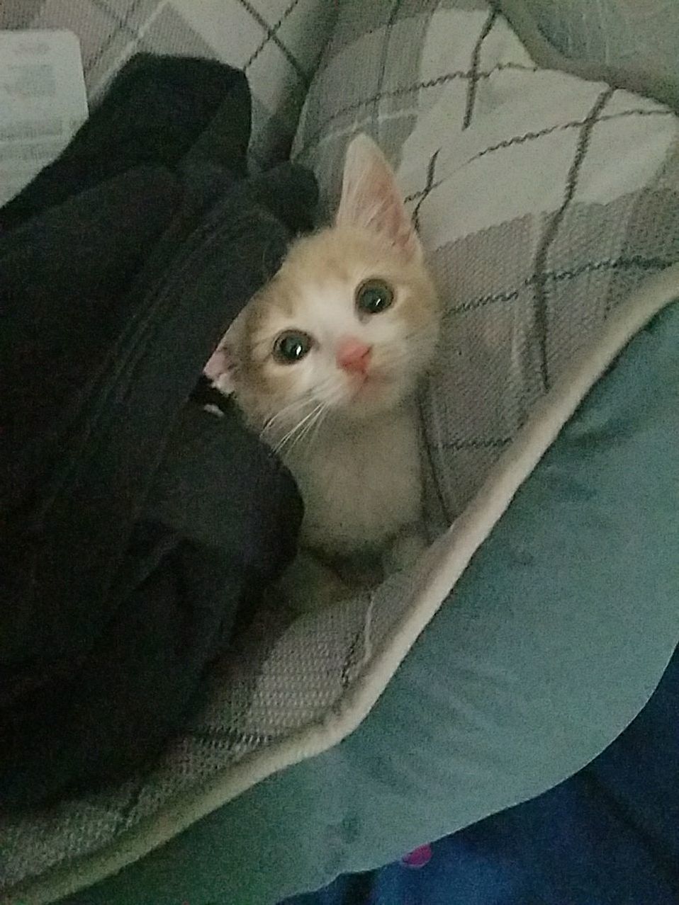Need Help Naming My Kitten