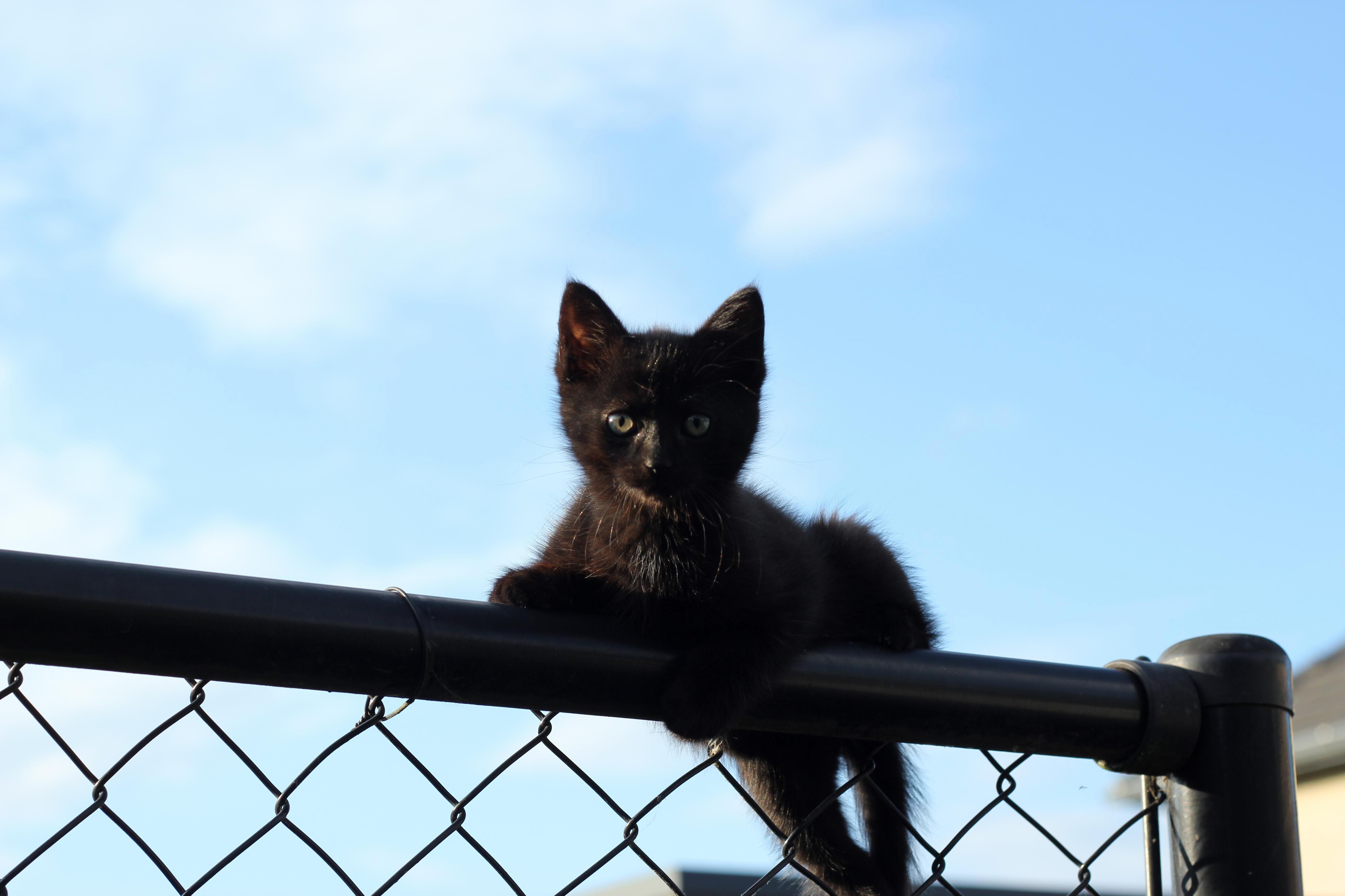 Neighbors Kitten First Time Outside, Comes Peeping
