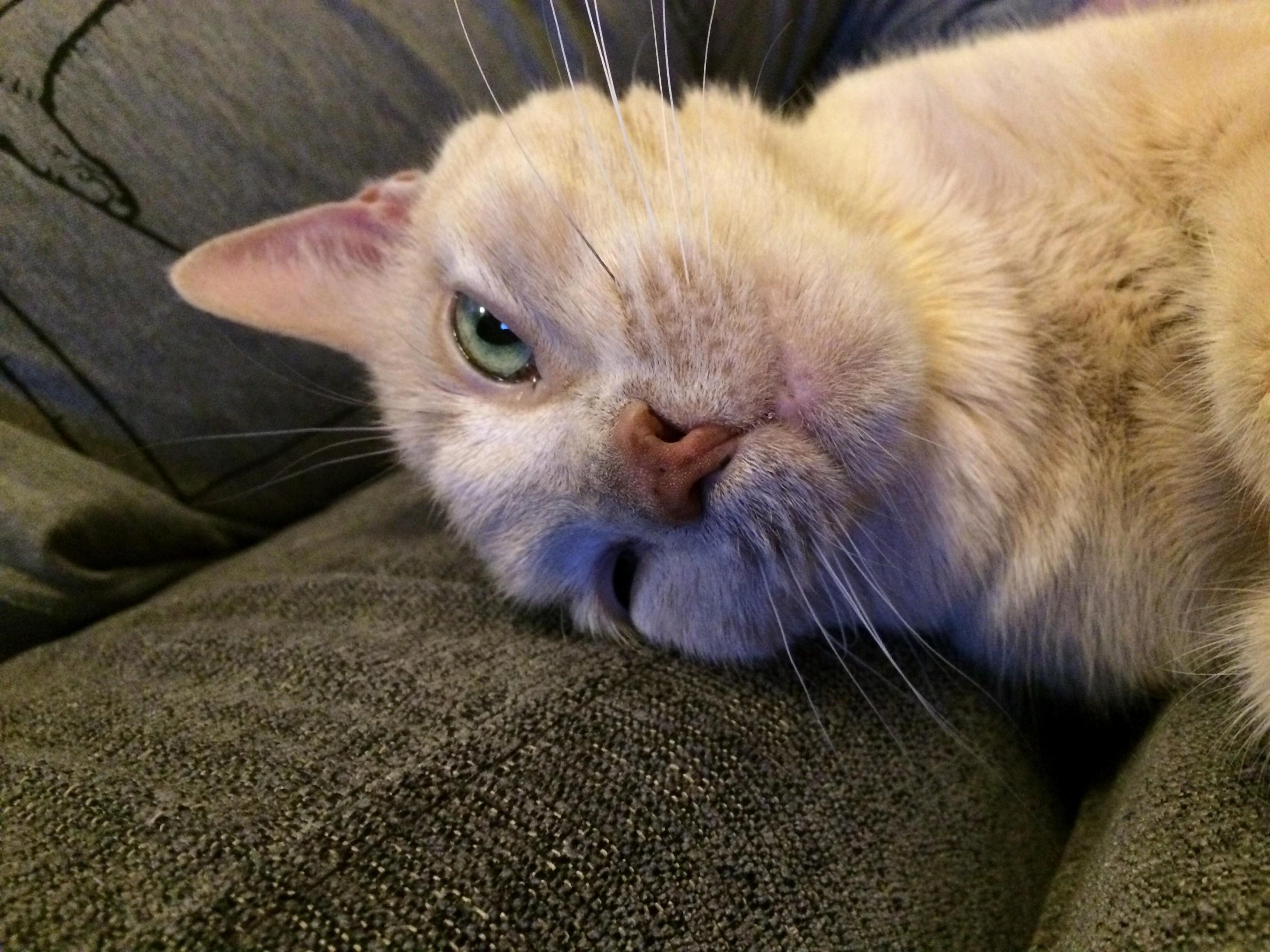 New Years Adorbs