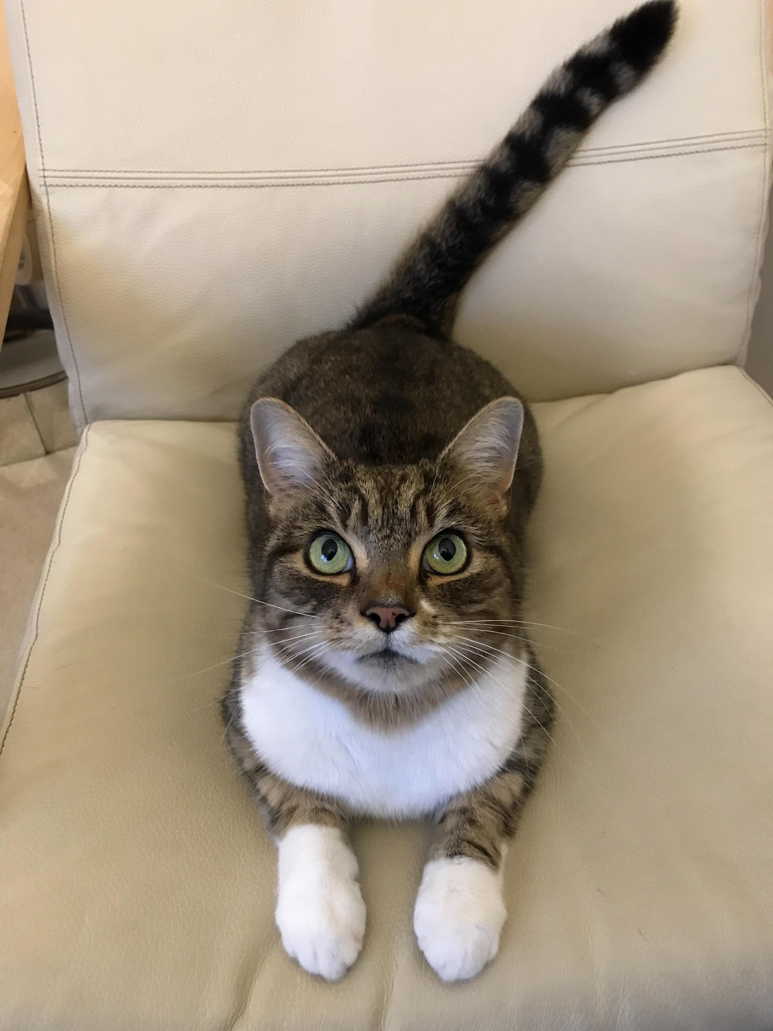 Nigel Likes My (His) New Chair