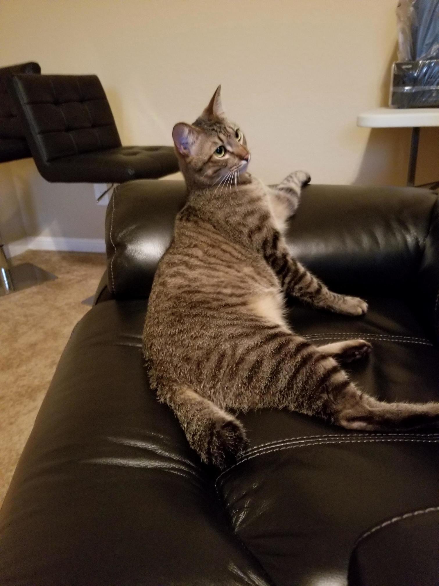 Now That Im Used to My Cats Short Tail, All Your Long-tailed Cats Look Funny.