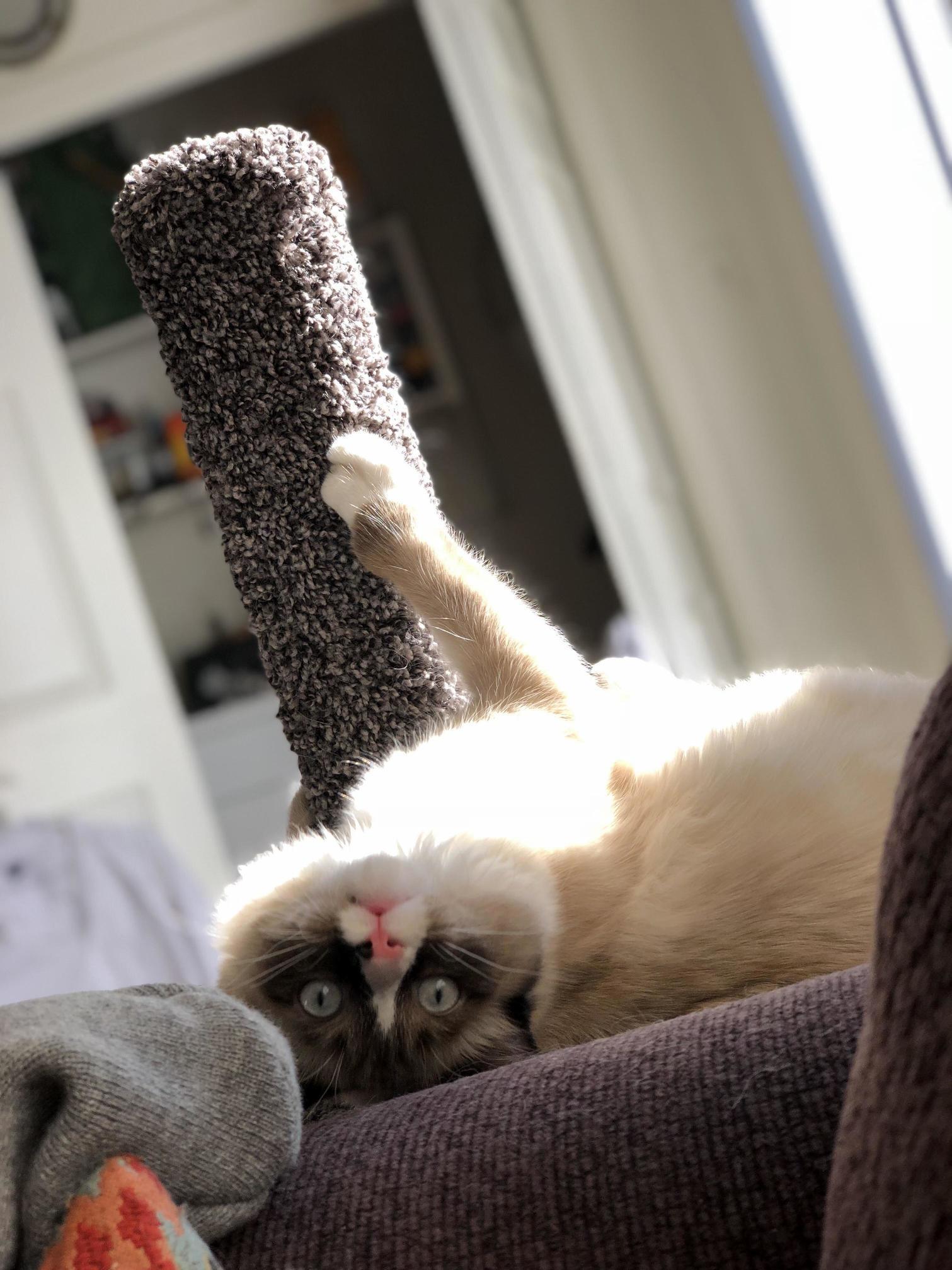 Oh Hai