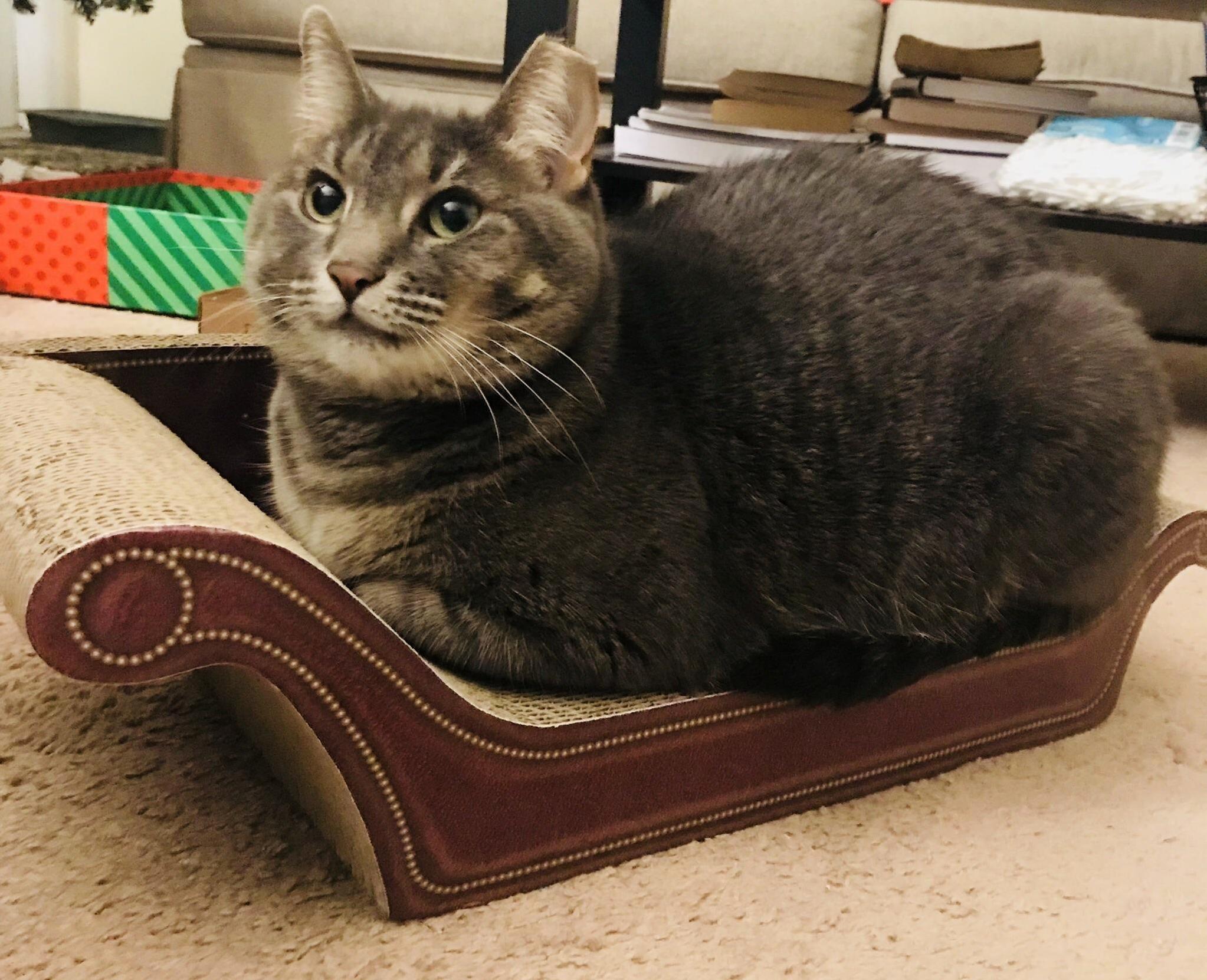 On Her New Cardboard Throne (Christmas Gift). Her New Favorite Spot!