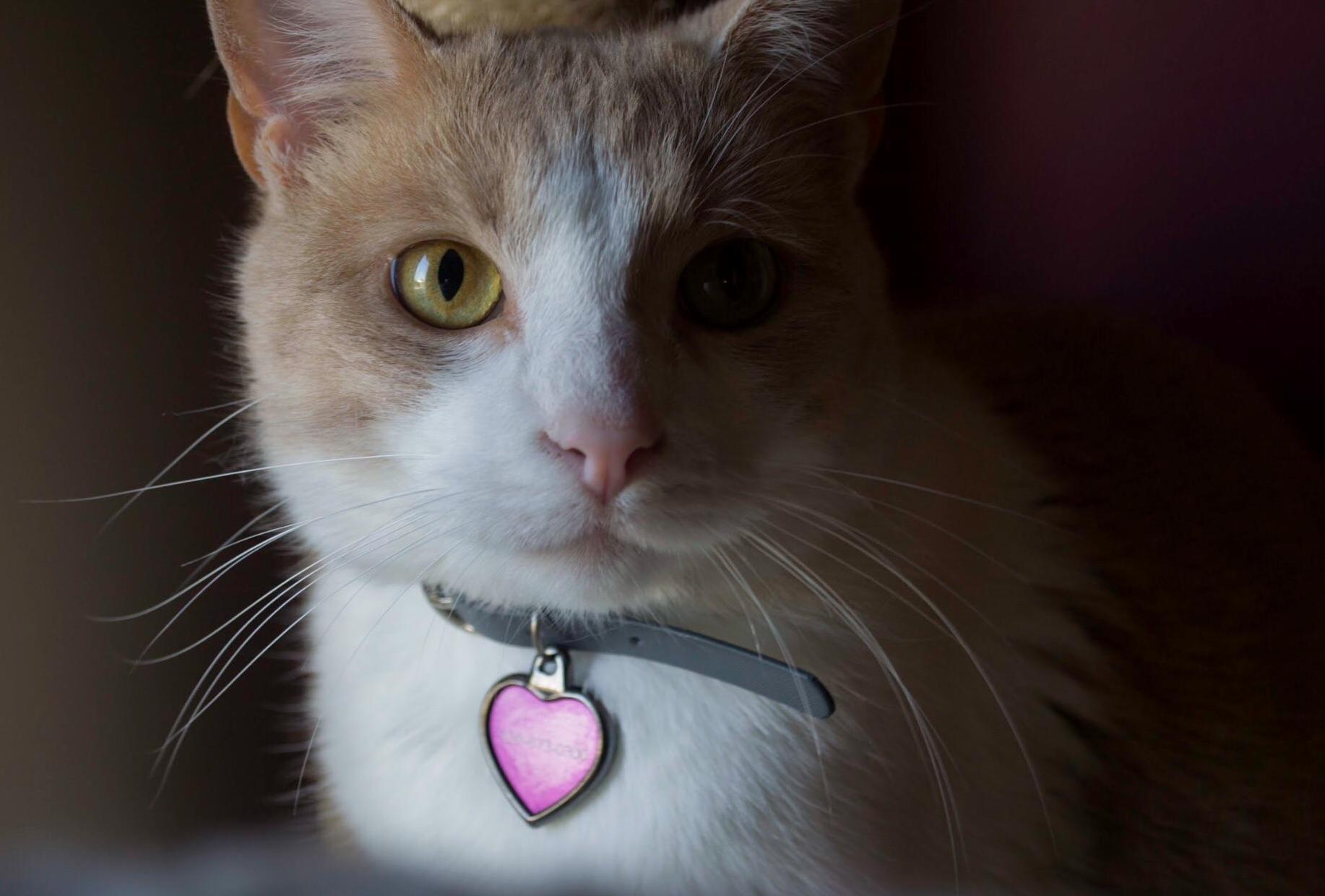 One of My Four Cats, Phoenix. Barely Lets Anyone Near Him, but a Photogenic Boy!