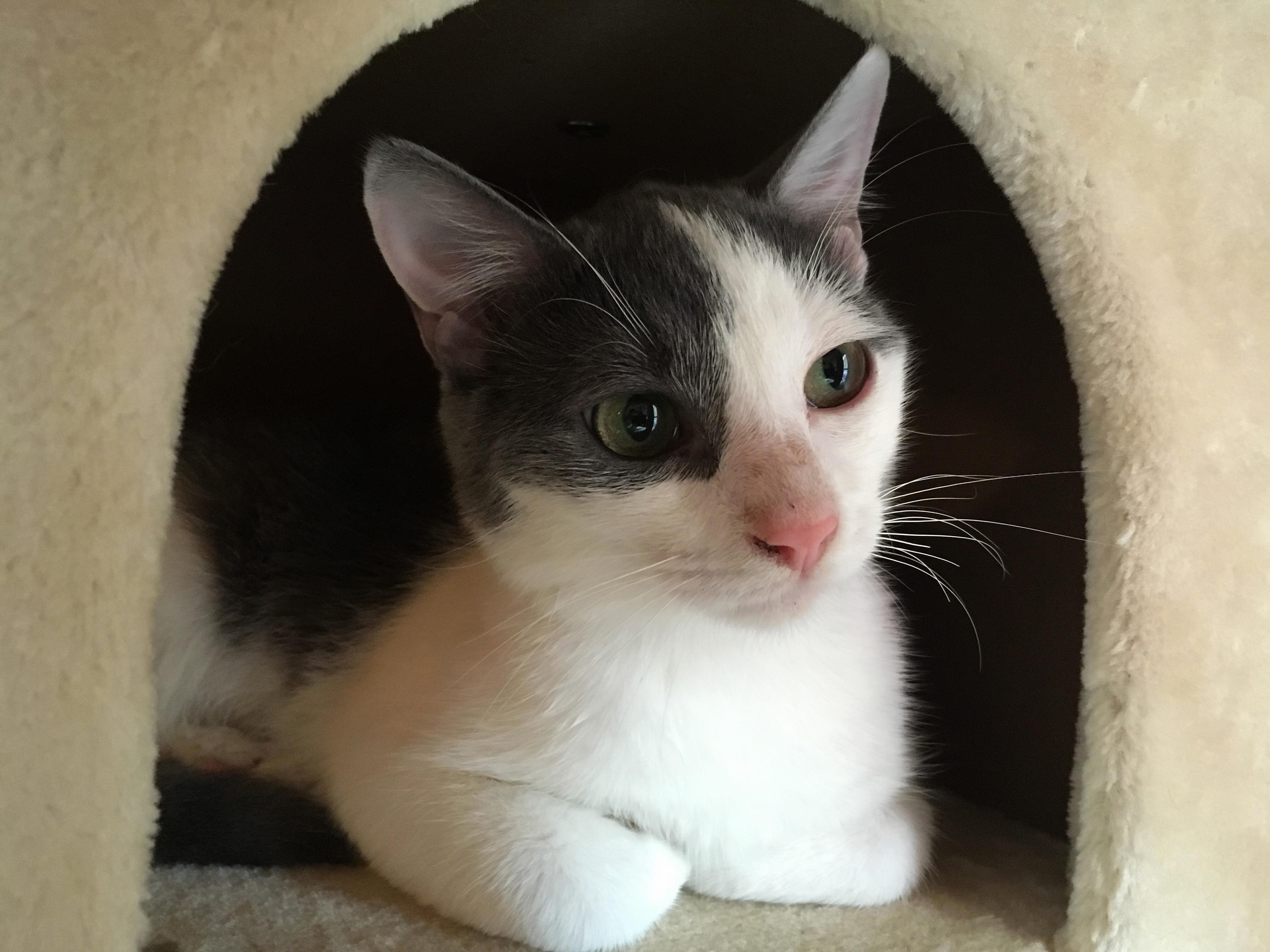 Oscar Is So Handsome and Such a Strong Thinker. Hes Like an Old Man in a Kittens Body. He Turned 5 Months Old Today. He Was So Skinny and Mangy When We Got Him, How Hes a Big Butterball.