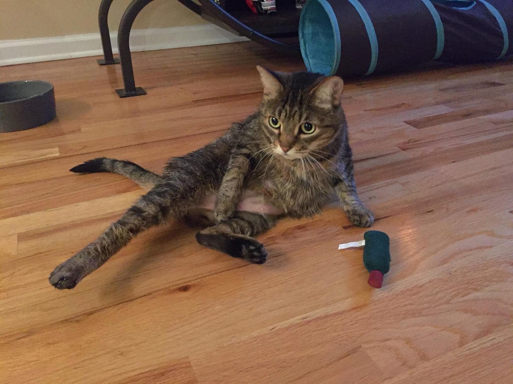 Our Kitty Keeps Obsessively Grooming Herself (