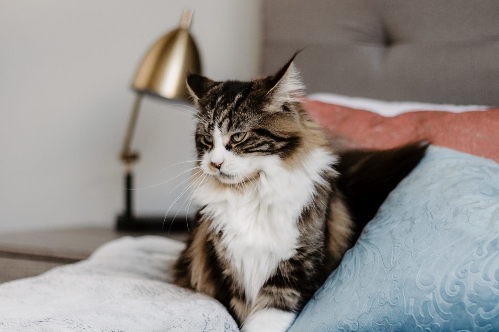 Our Maine Coon Wasnt Happy We Were Leaving for the Weekend