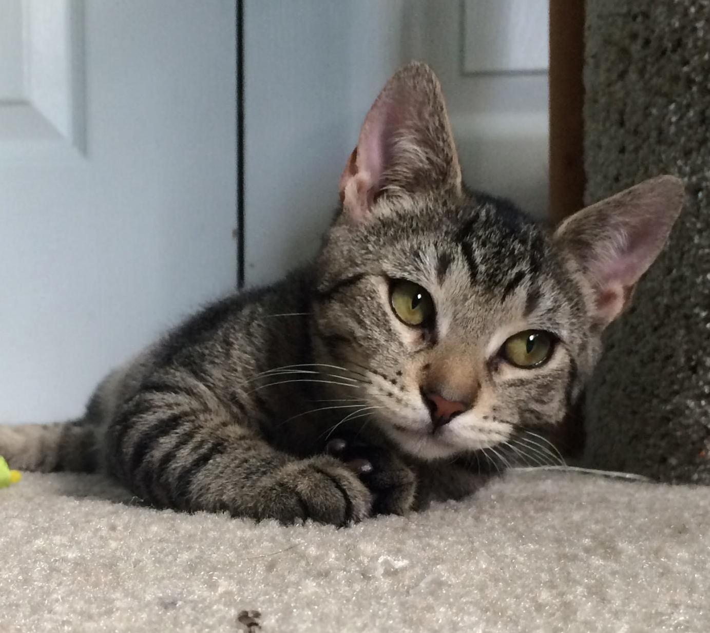 Our New Kitten Trevor Is Pretty Photogenic