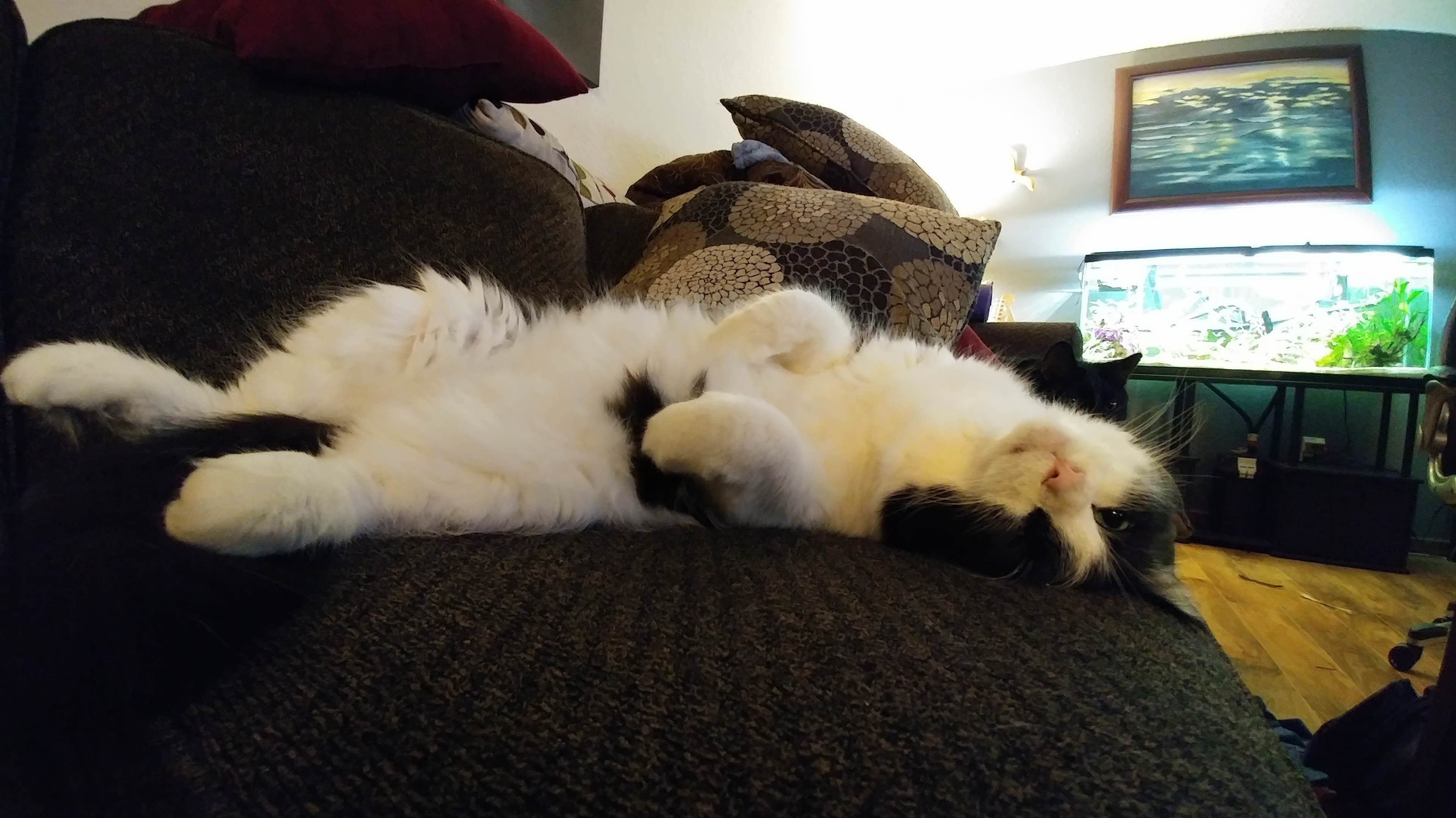 Pamcake Caught Me Taking a Picture of Him Sleeping Cake Style.