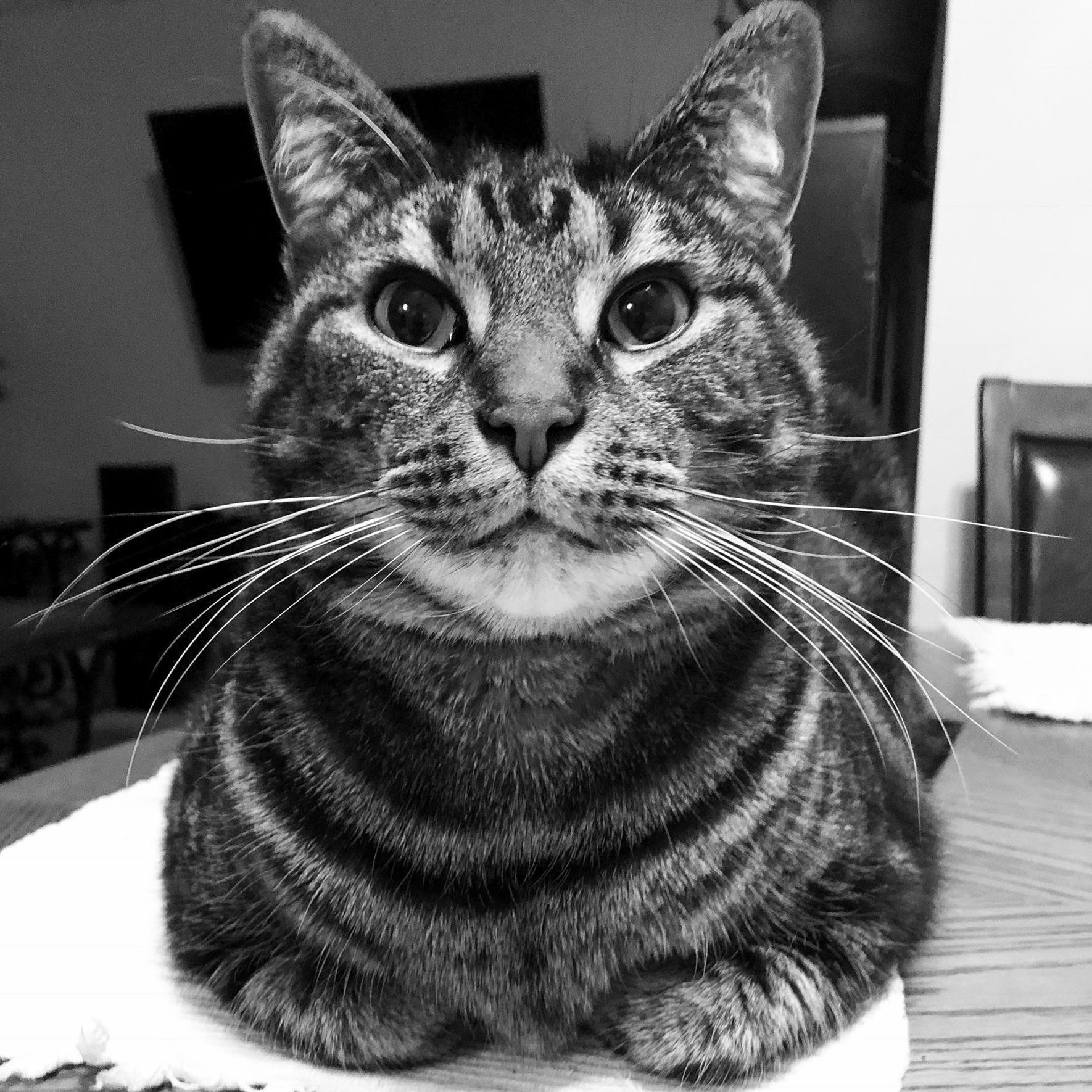 Photogenic B O Y E