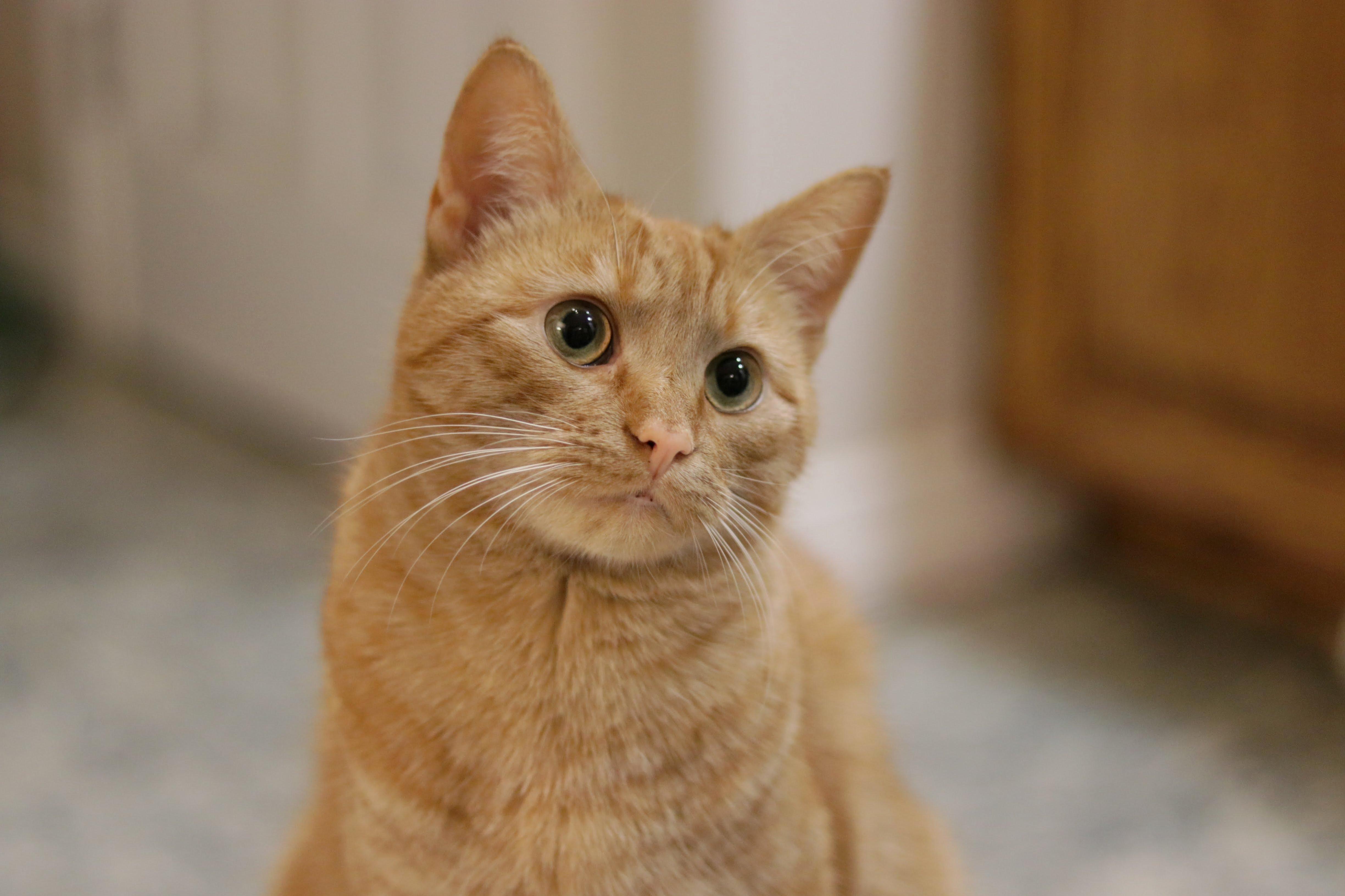 Photogenic Boye