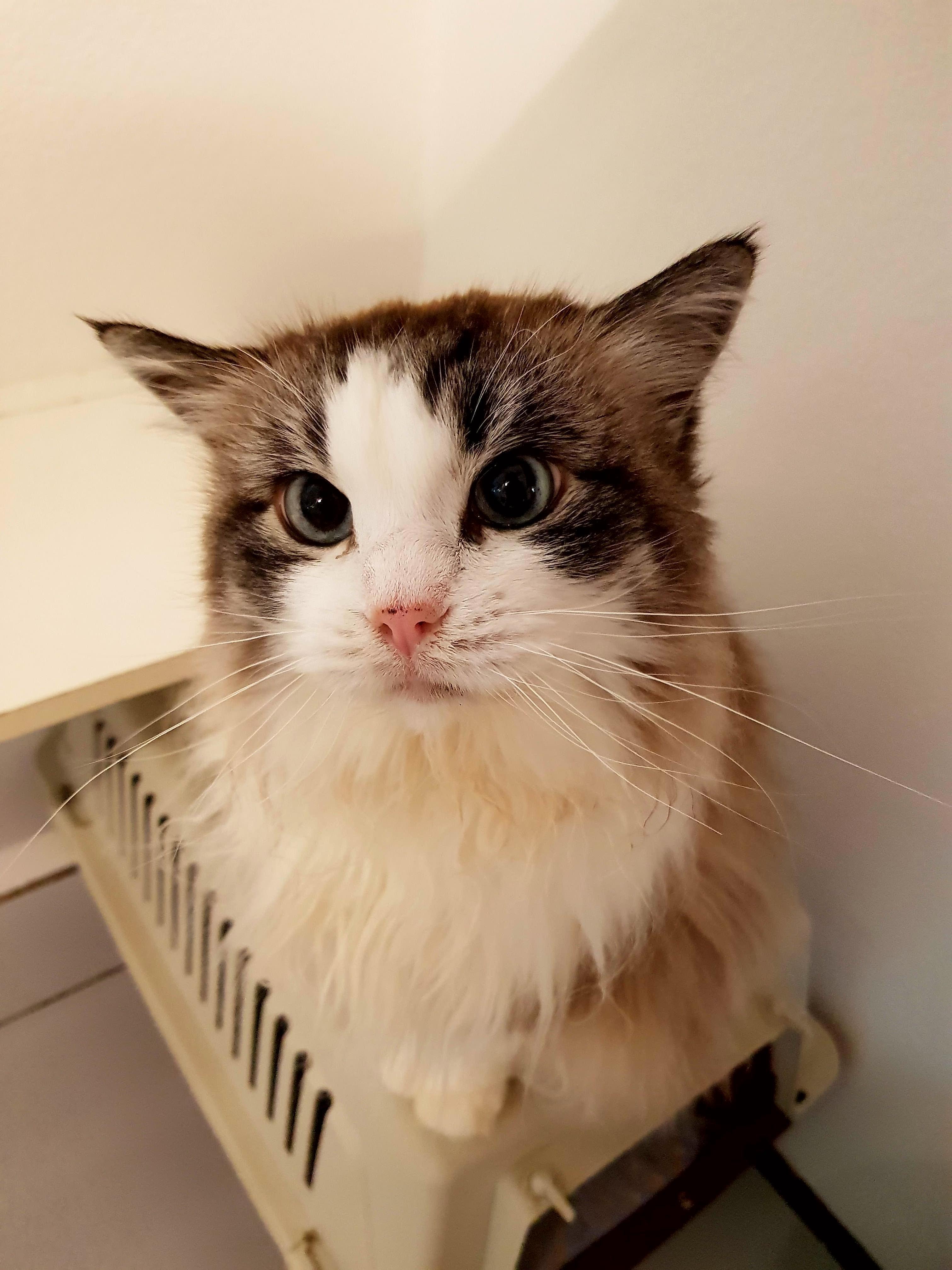 Photogenic Lottie from the Boarding Cattery Where I Work
