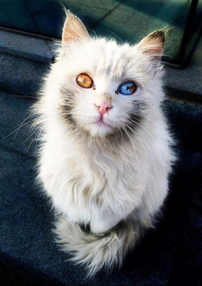 Pretty Kitty
