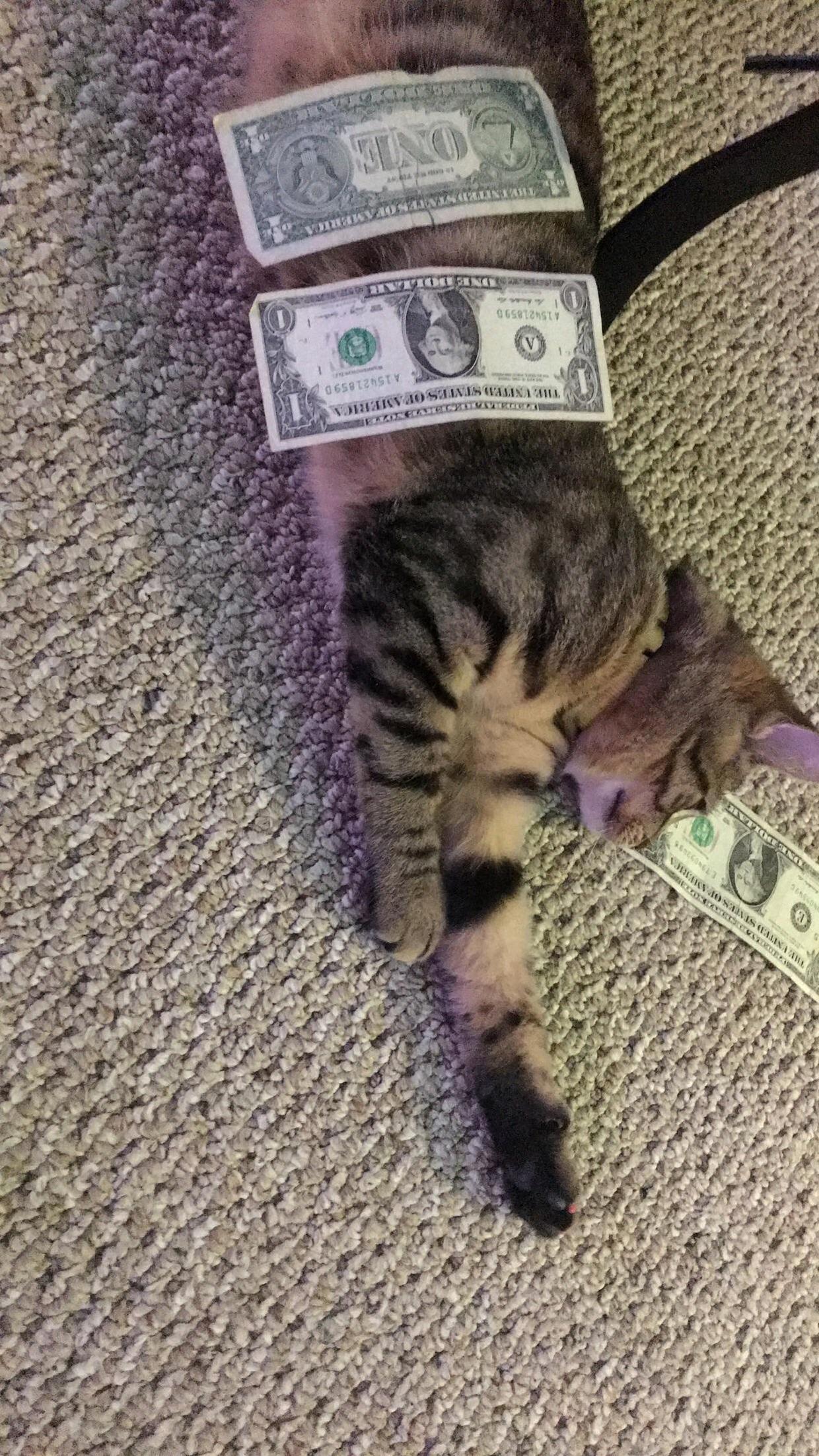 Prismo Is Tired from the Party He Had with the Girls.