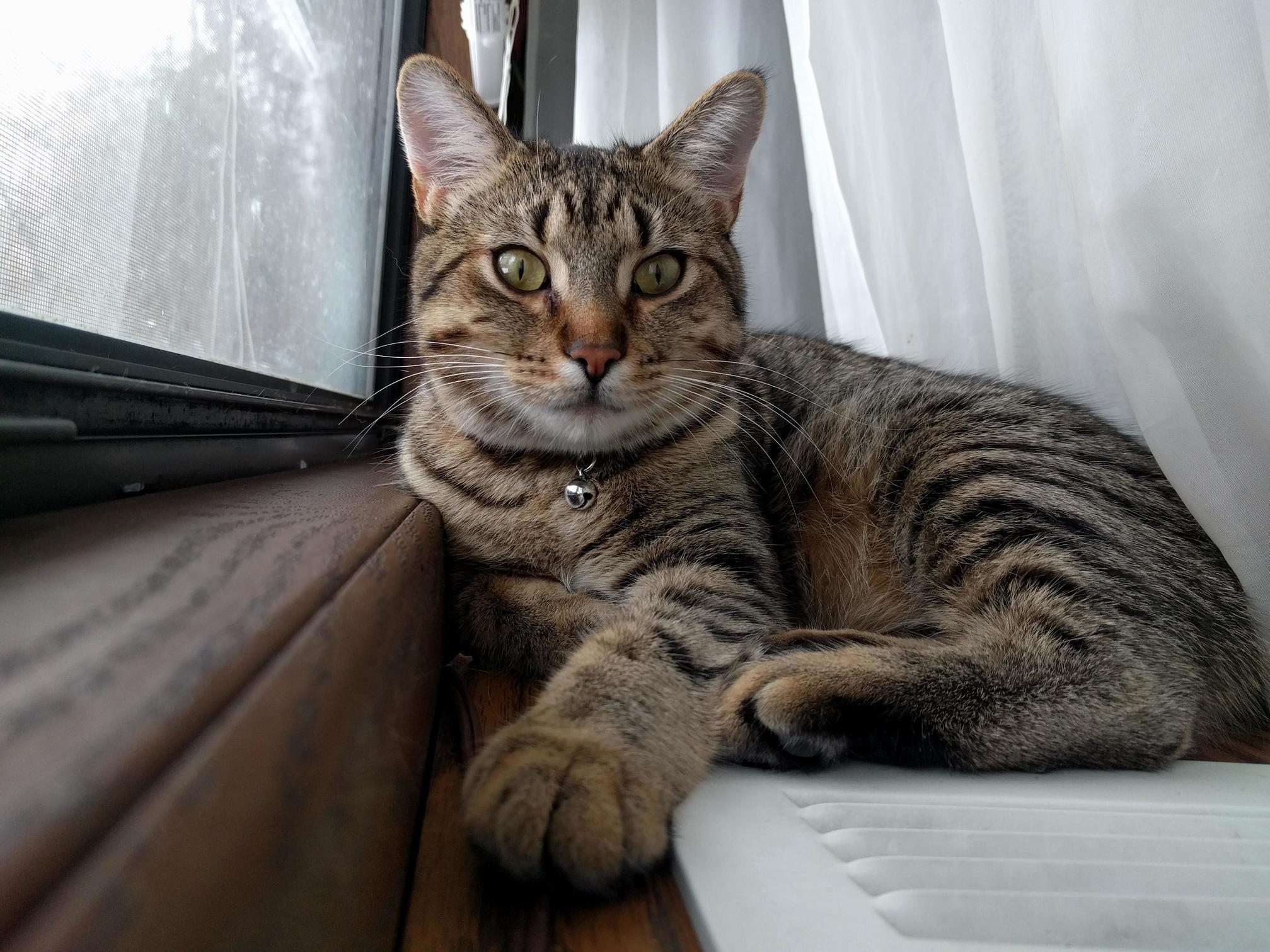 Queenie, Our 8 Month Old Kitten We Fostered (Then Adopted) from 4 Weeks Old. She Is Really Becoming a Beautiful Cat!