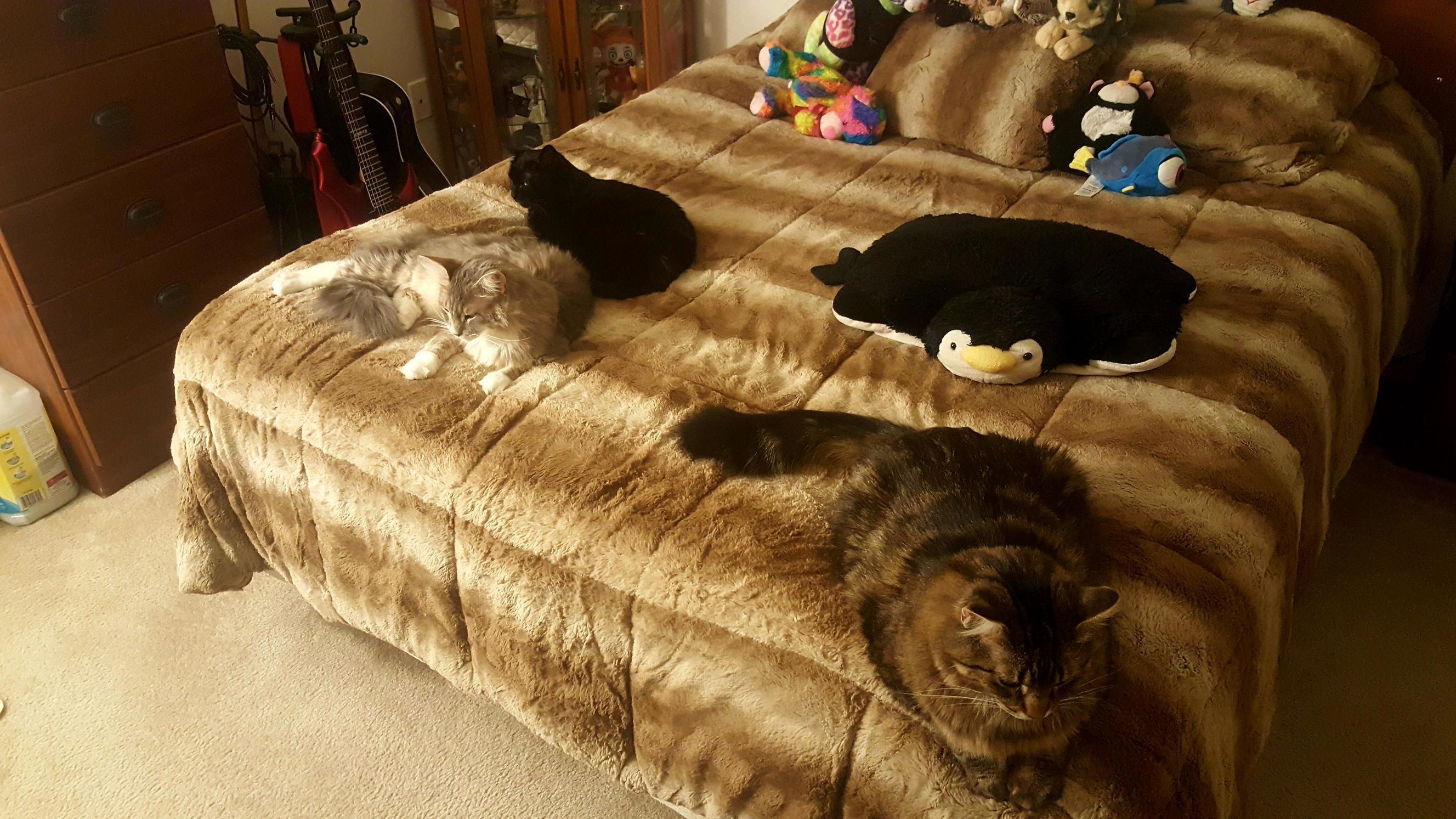 Rare Pic with All 3 of Them on the Bed Together. Booboo (the Black One) Really Doesnt Like Jameson (Dark Tabby Up Front) and Theyre Always Fighting. Nice to See Them Like This