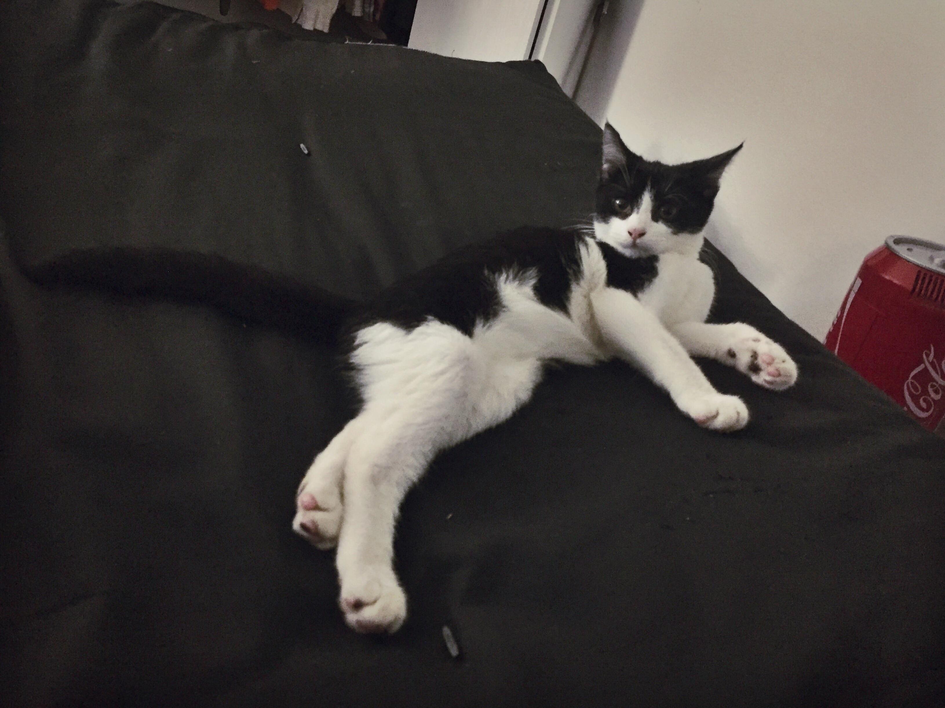 Reddit, Meet Buglar! Fingers Crossed That My Bf Lets Us Keep Her!