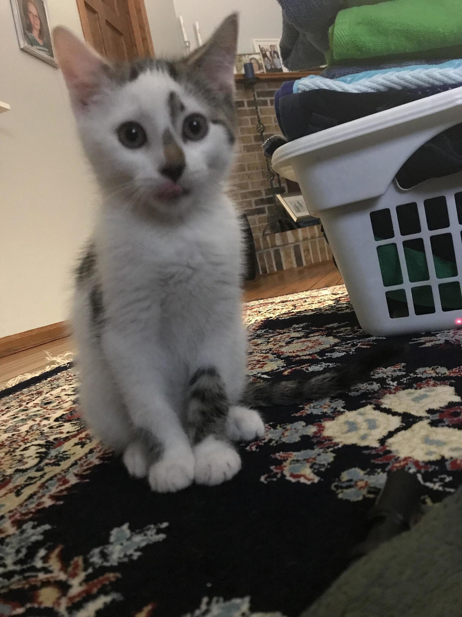 Reddit Meet Finnegan.
