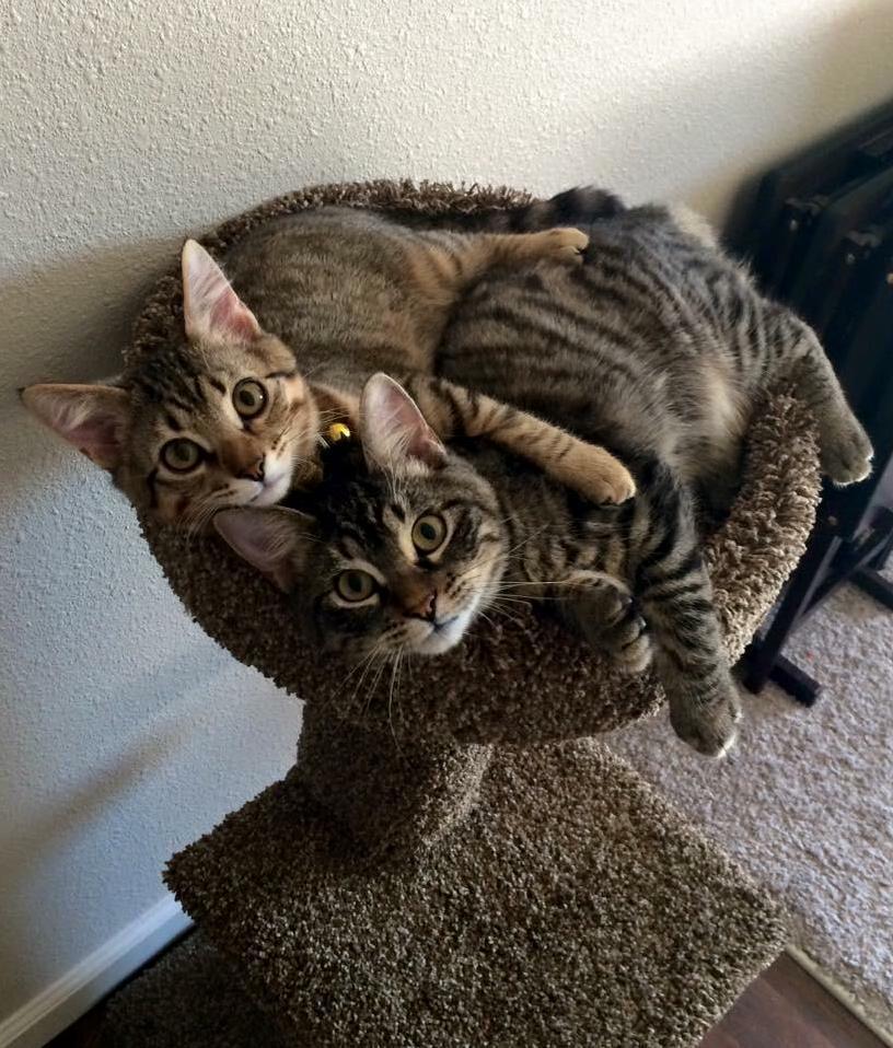 Reddit, Meet Meeko and Leo!