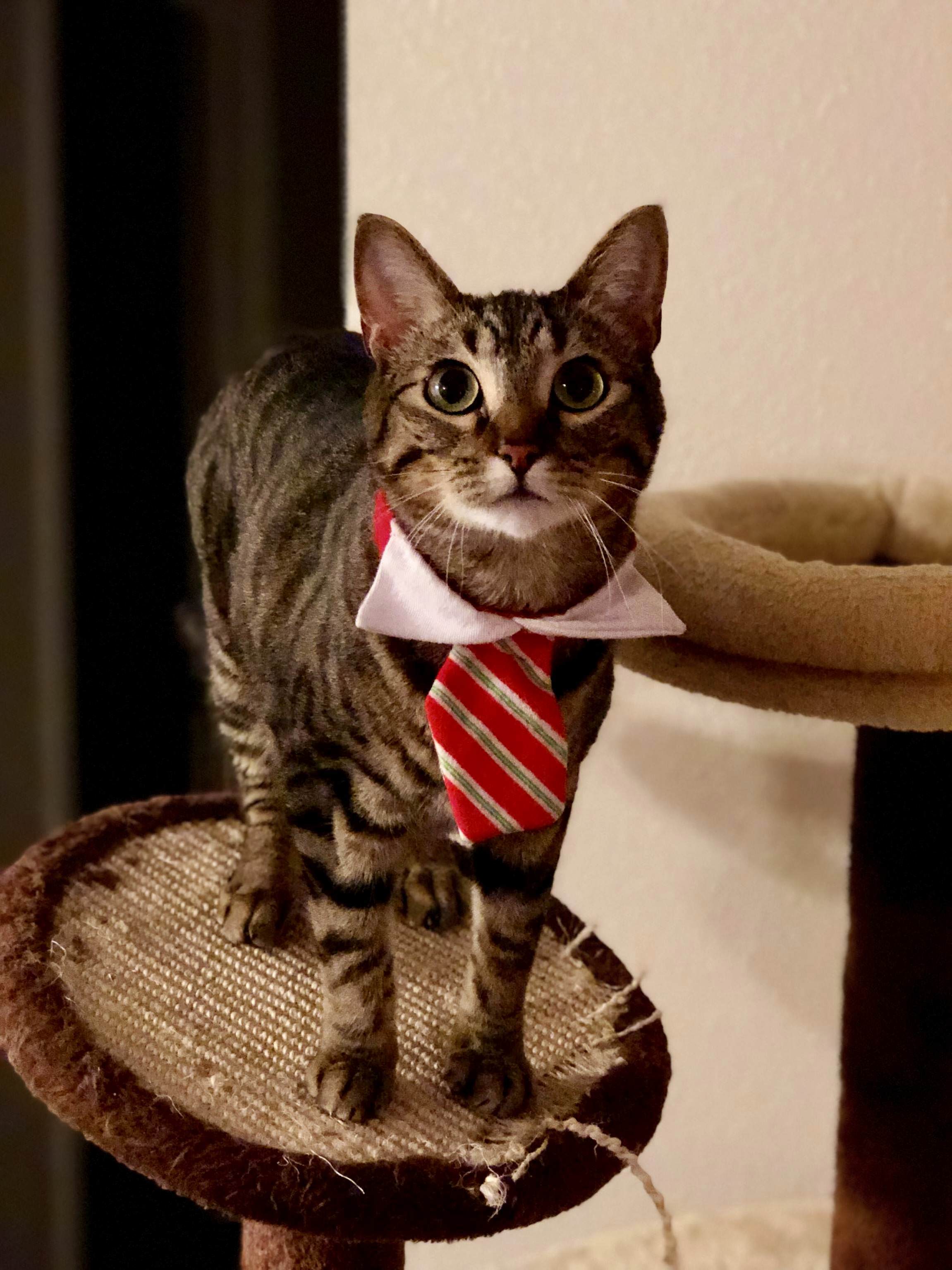Reddit, Meet Milo!