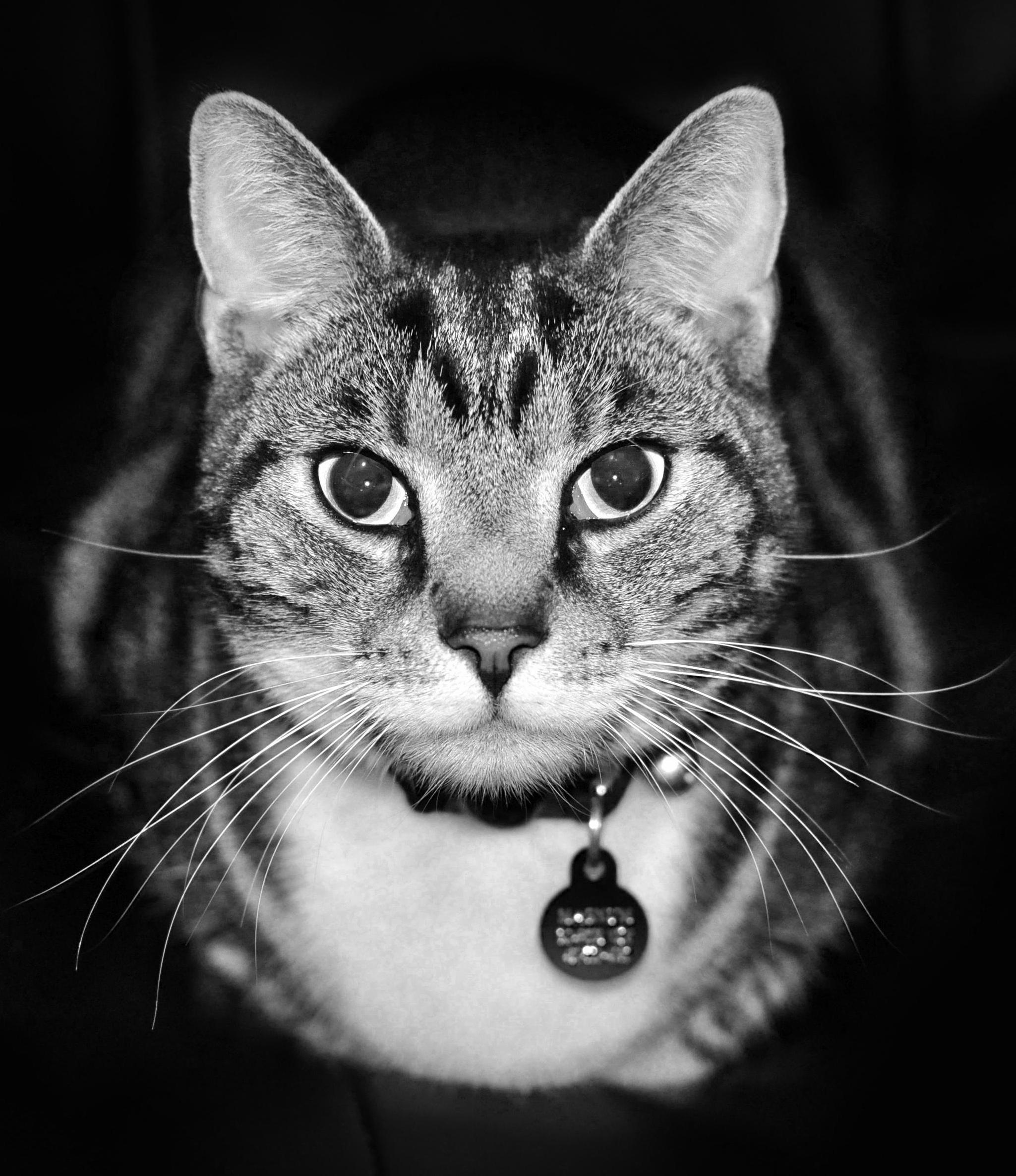 Rip Buddy - Feb 2007 to Dec 2017. Got the Cancer, Missing Him Dearly.