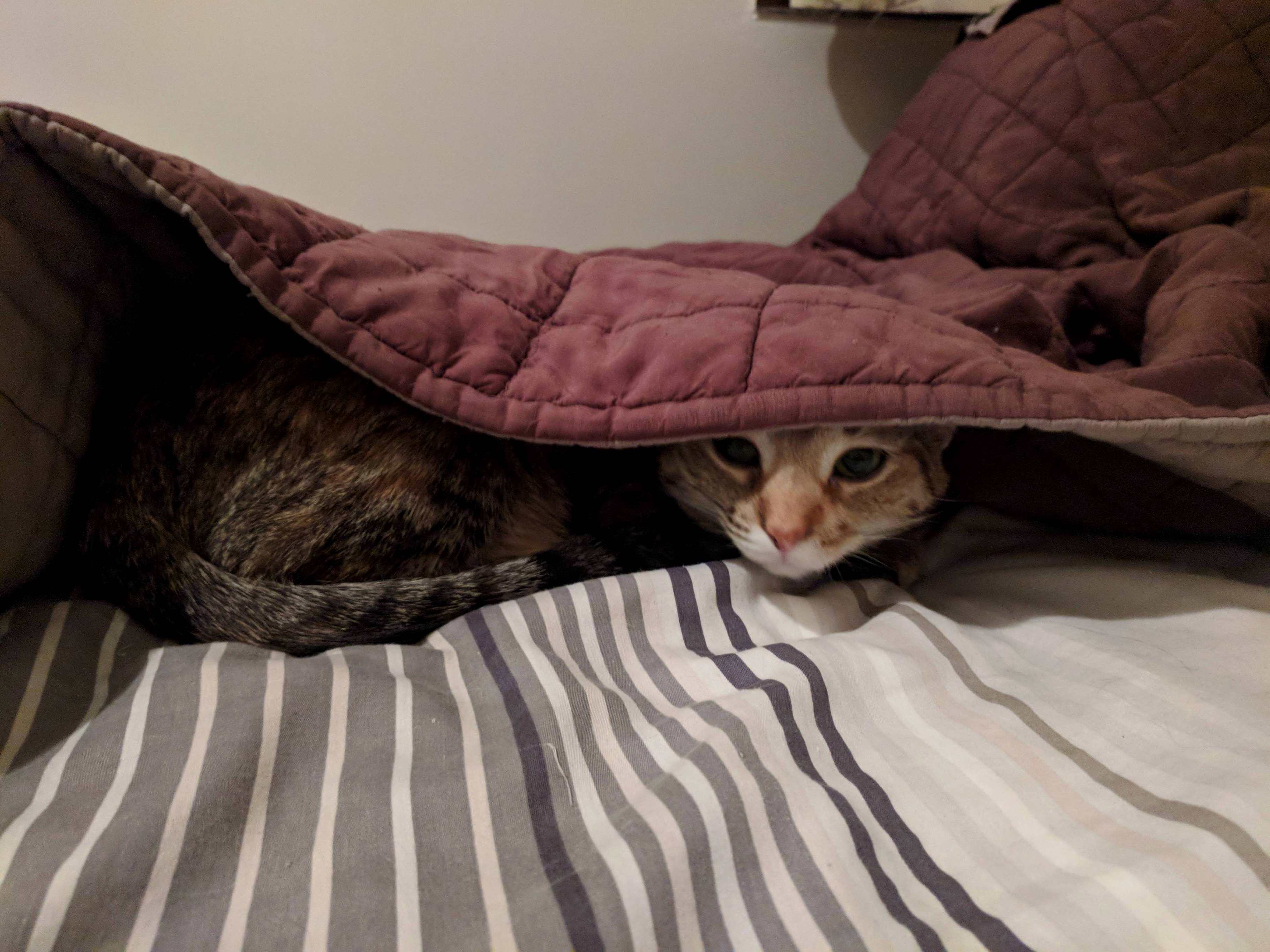 Sabina Learned Burrow Under Blankets During This Cold Snap