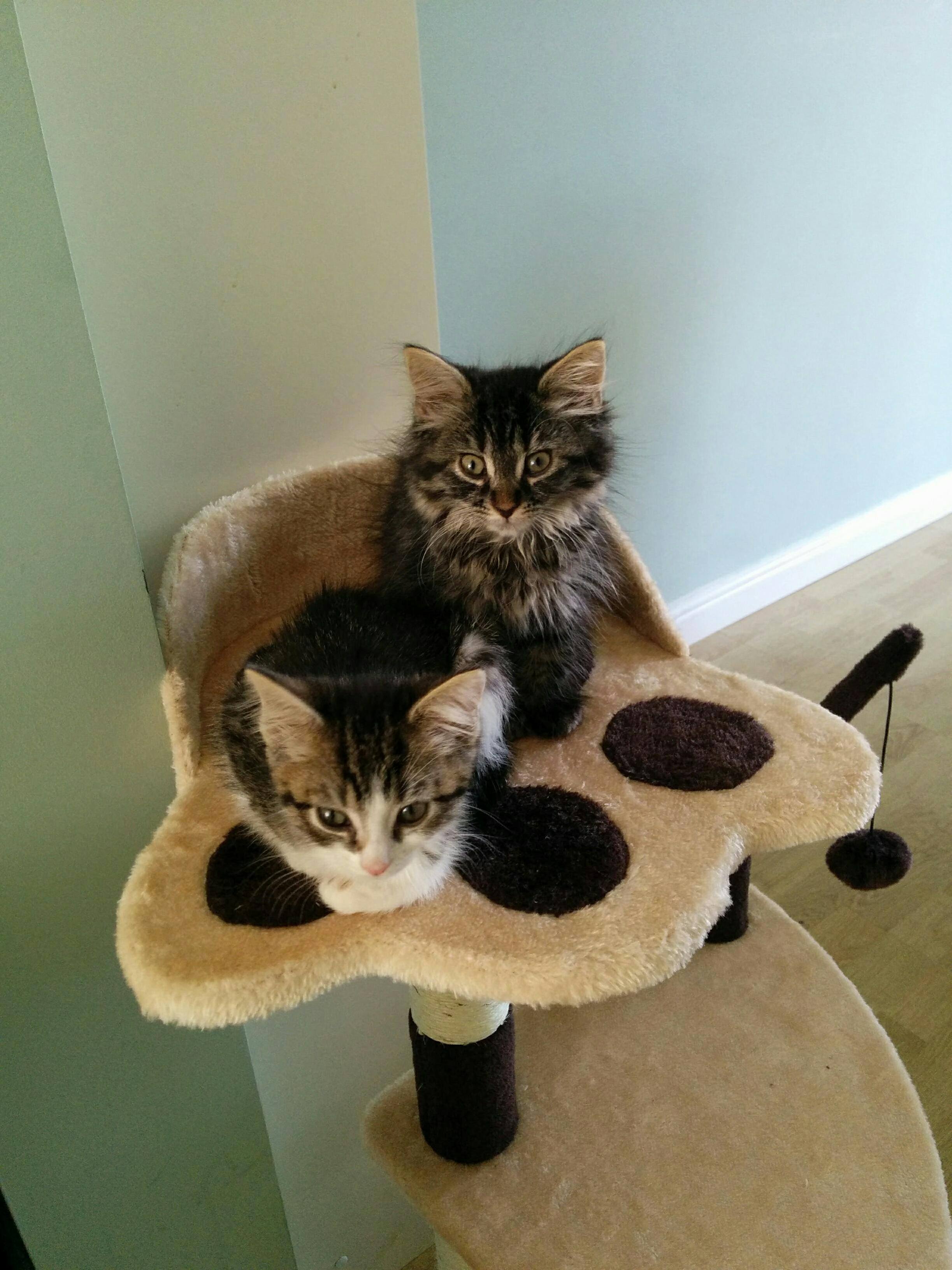 Sage and Cassie