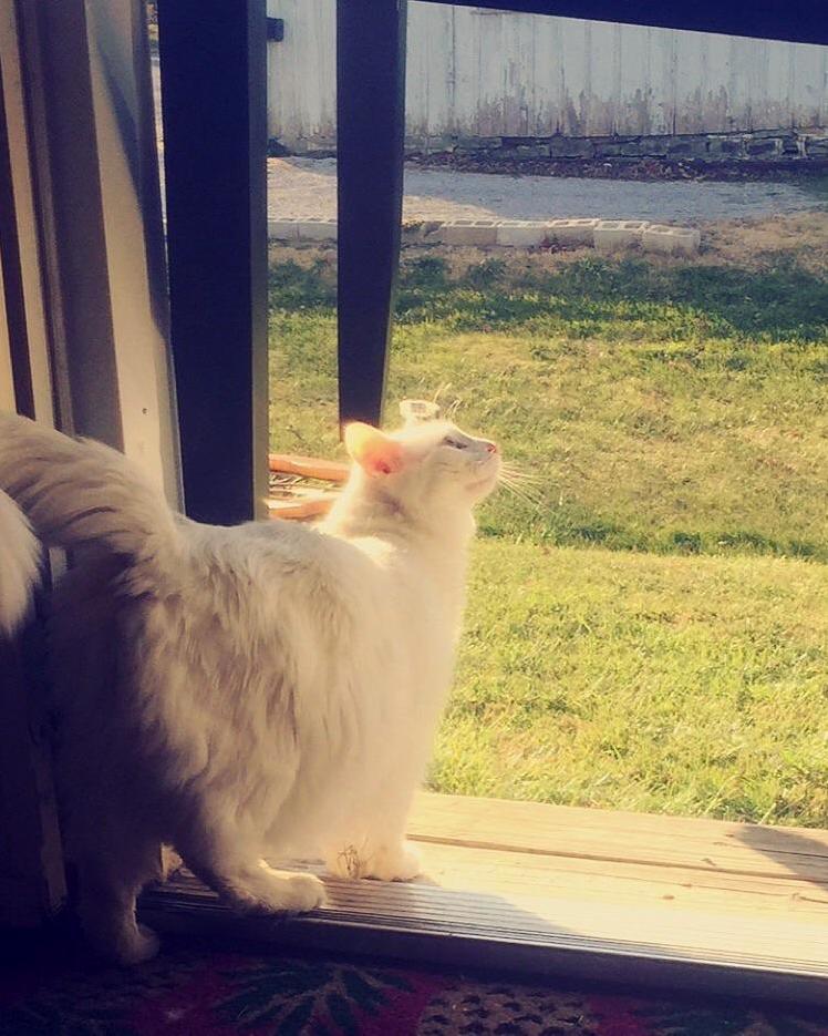 Saoirse Tentatively Checks Out the Outside World.