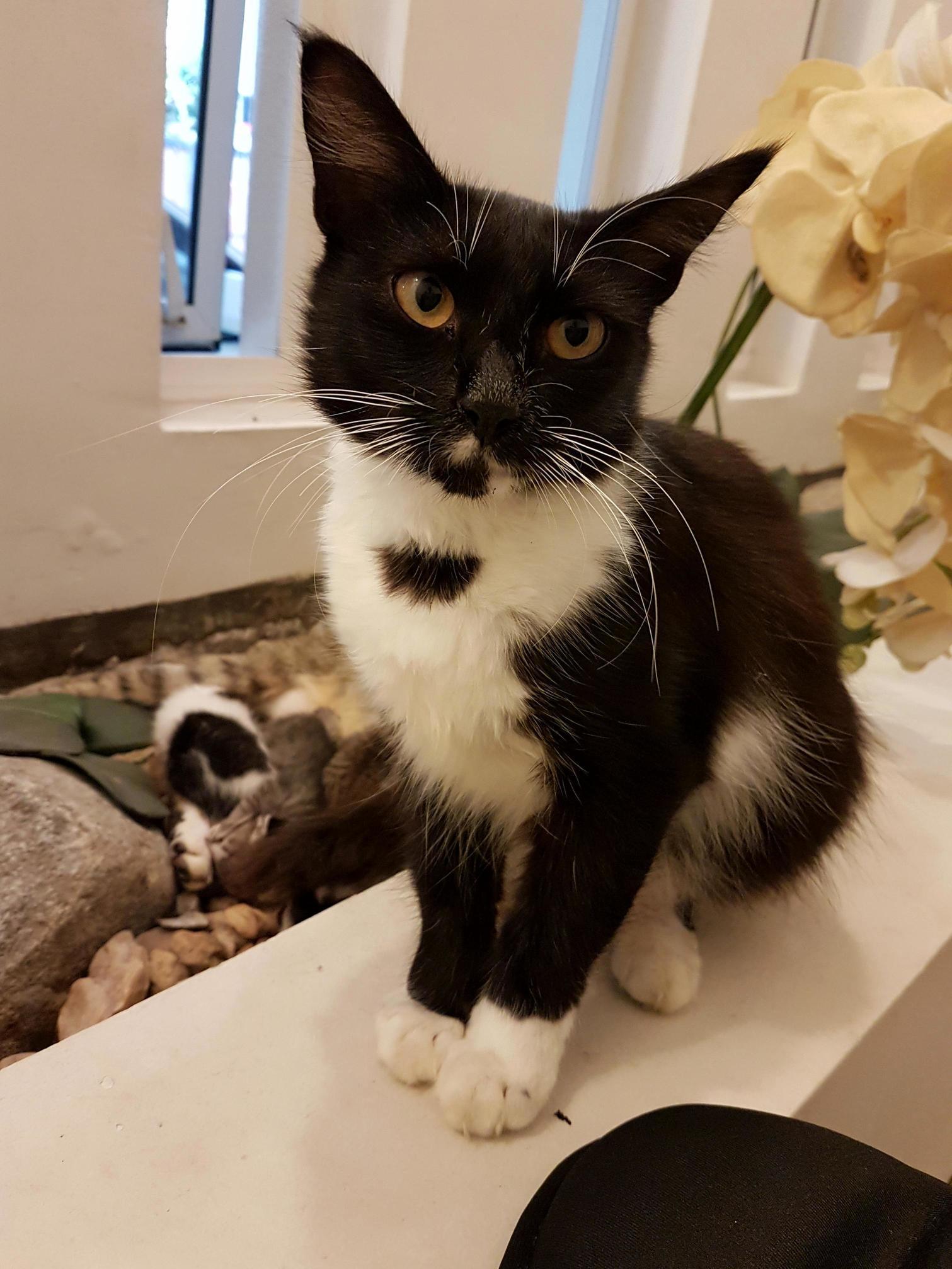 Say Hello to Bow Tie!