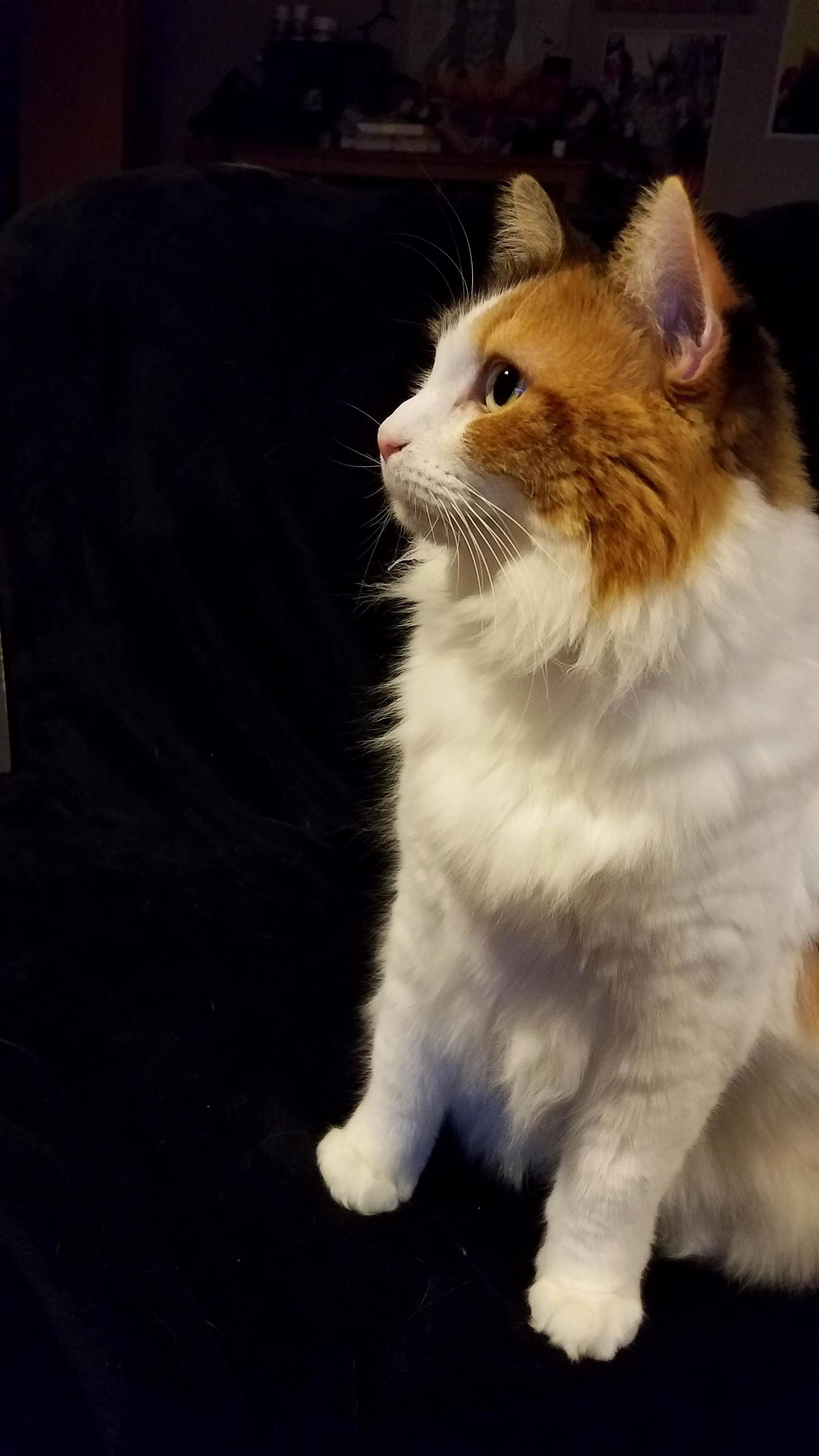 Say Hello to Orselis! the Most Photogenic (and Affectionate!) Cat Ive Ever Had