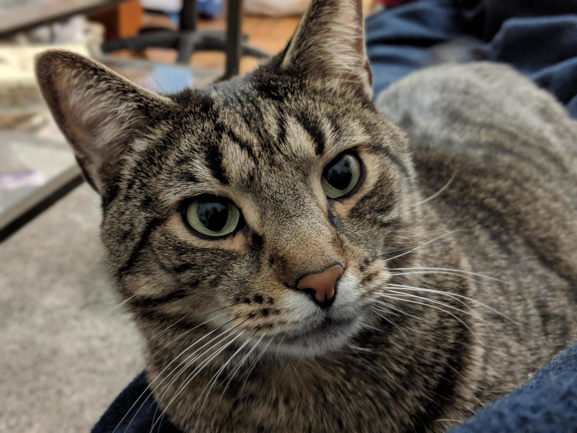 Say Hi to Dexter!