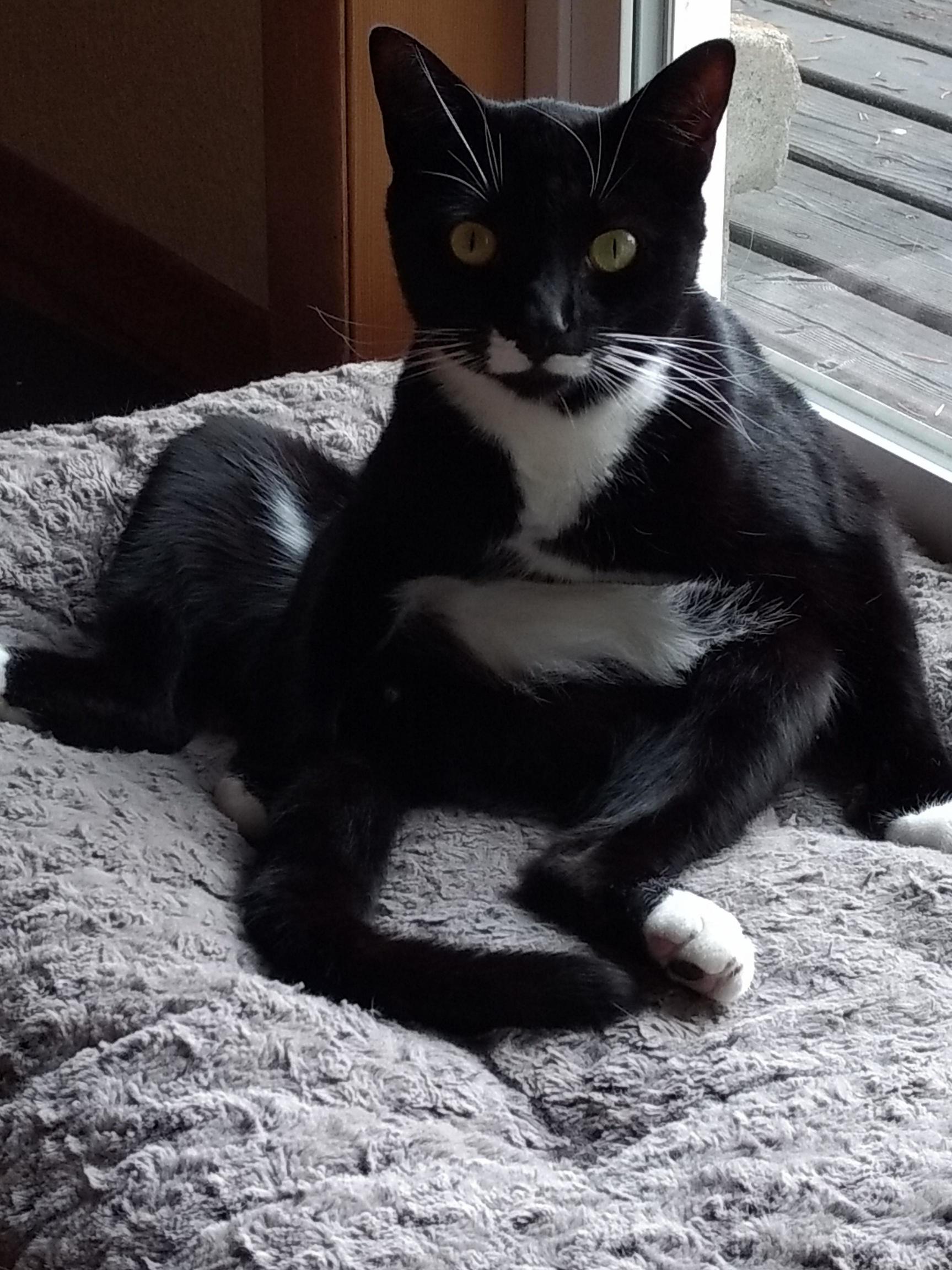 Sergeant Pepper Wants to Know Why He Is Being Disturbed.