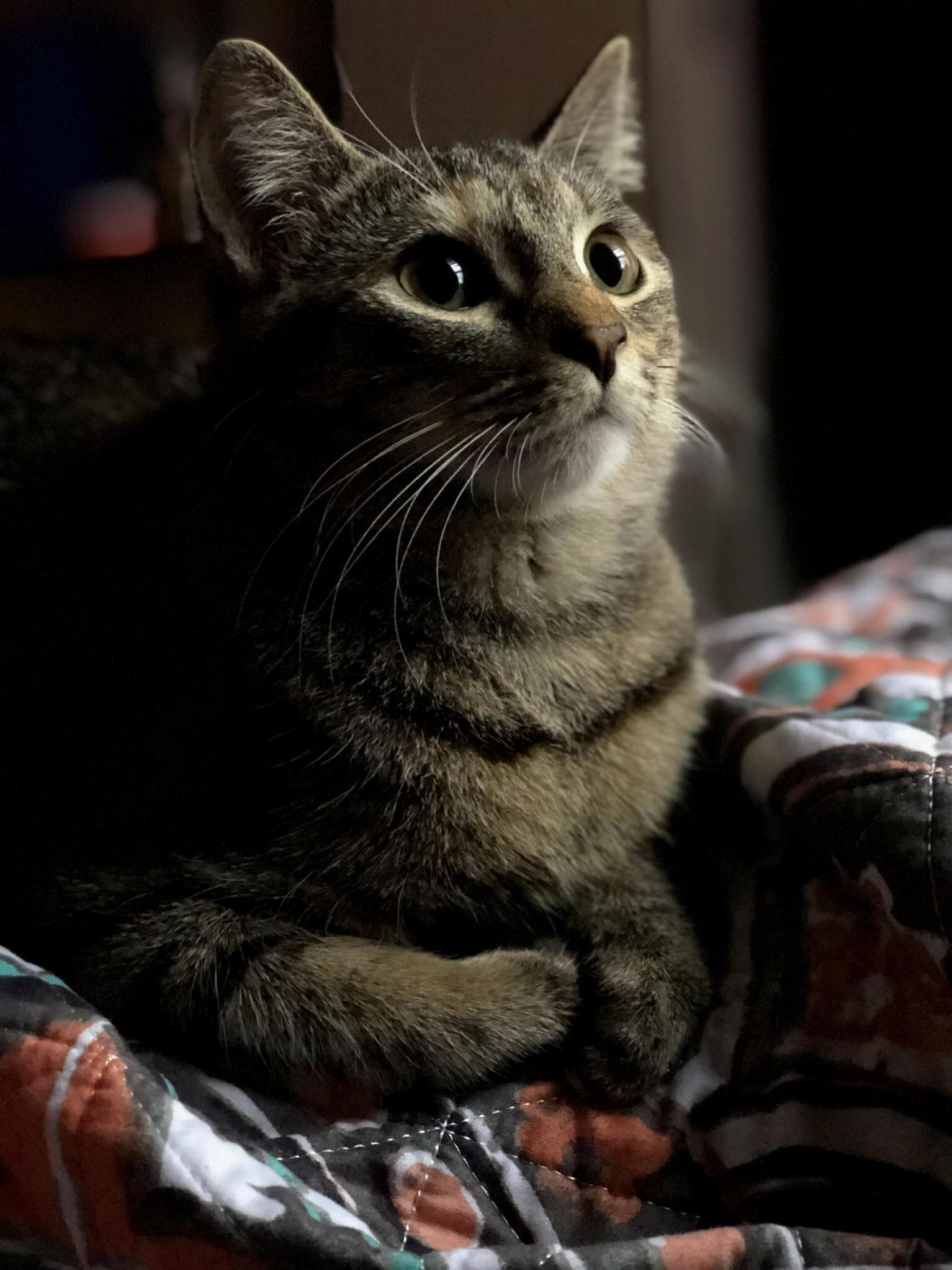 She Looks So Royal, Majestic.