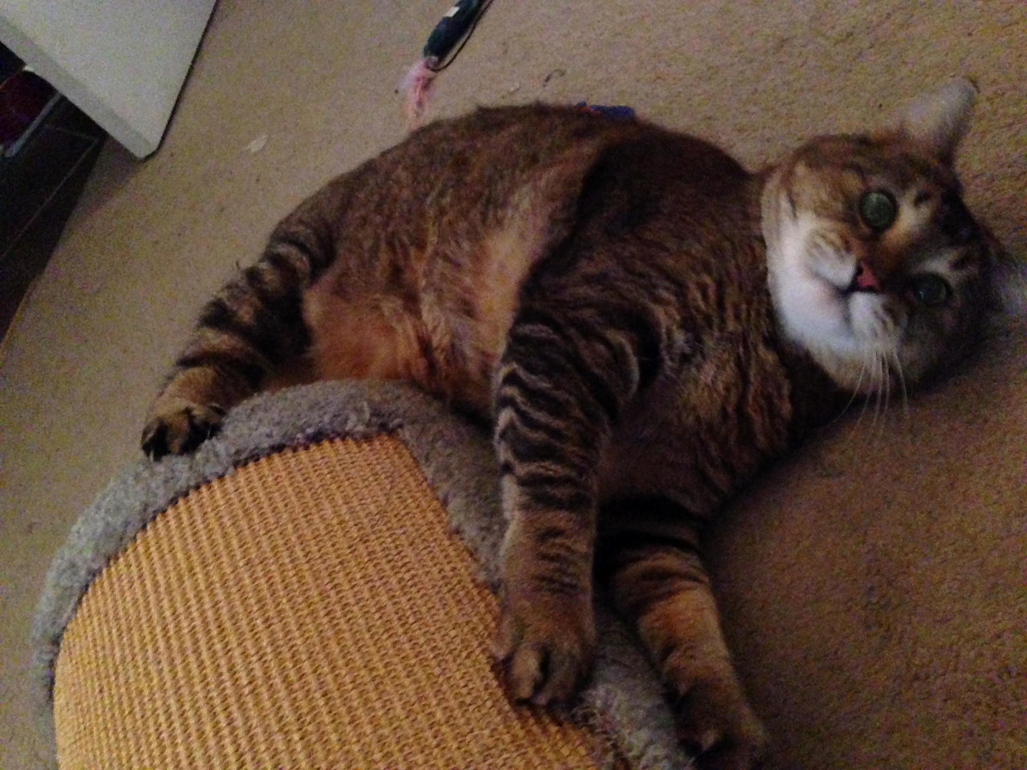 She Loves Scratching and Kicking It This Scratched So Much!