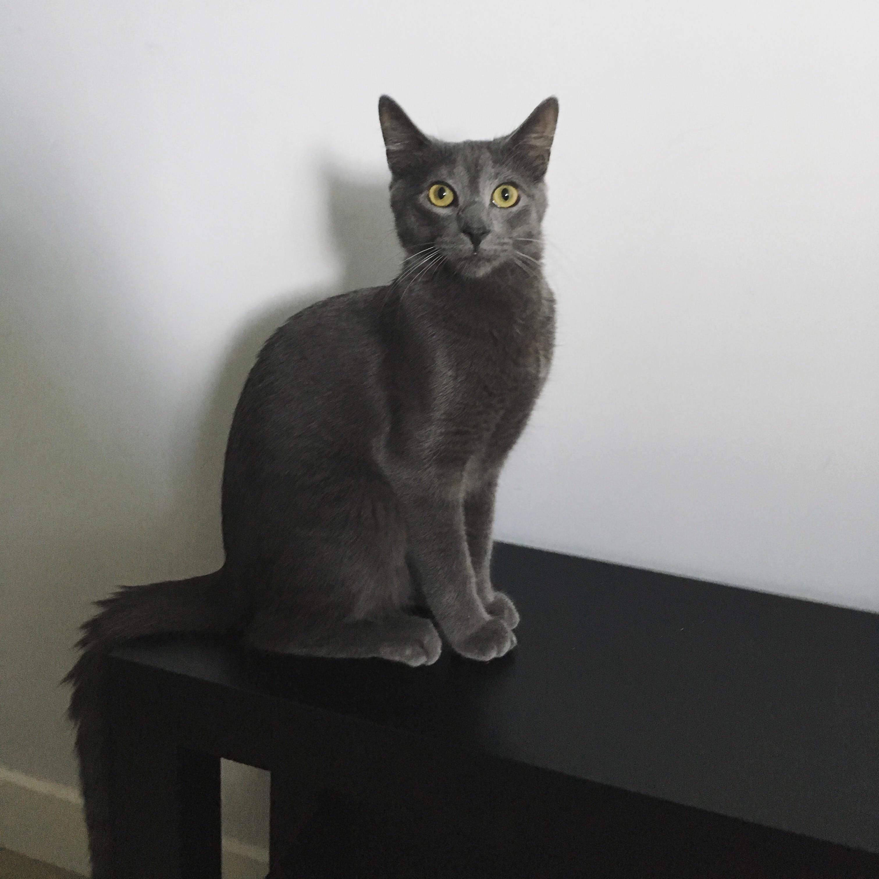 Shelf God
