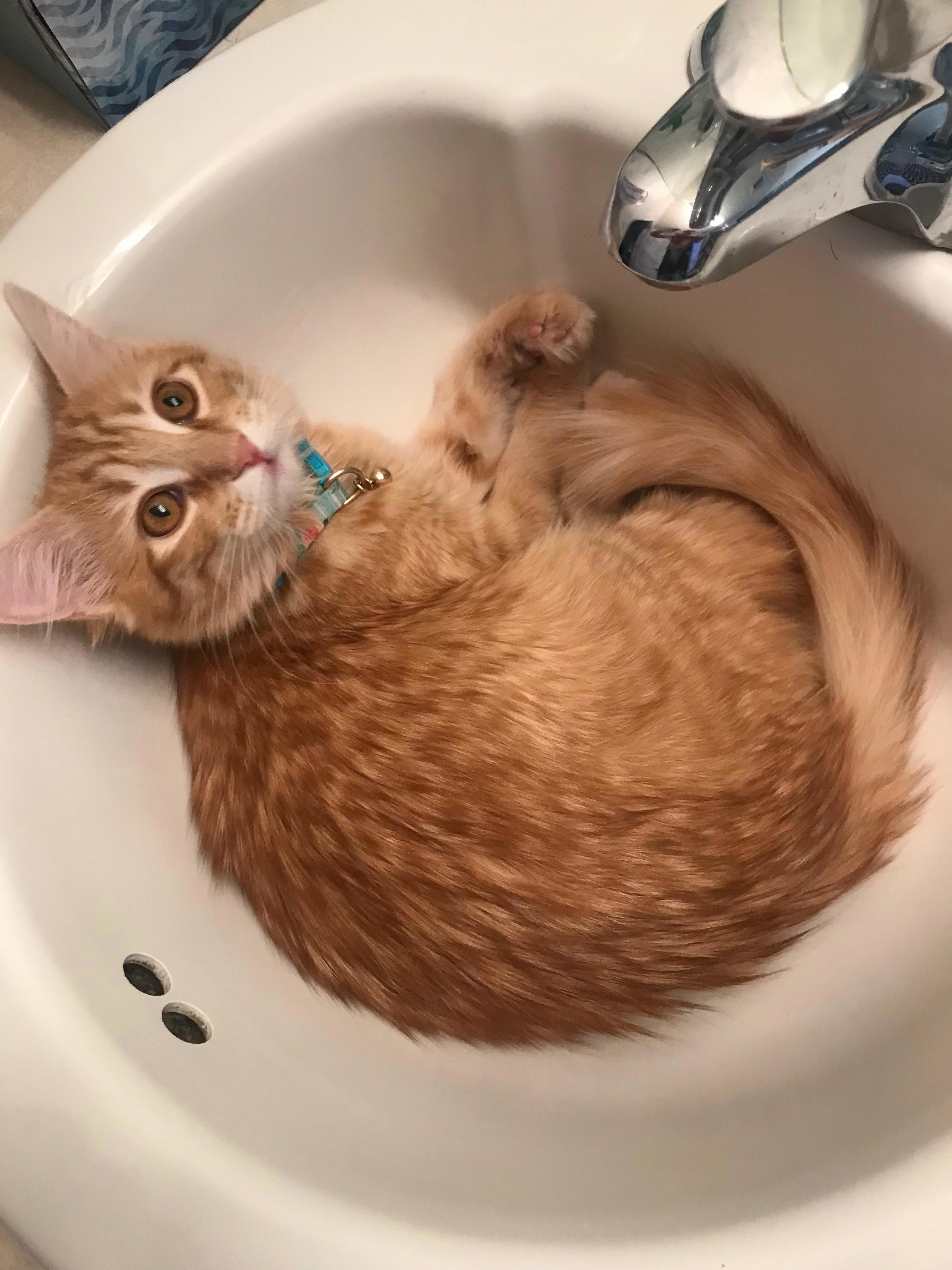 Sink Kitty