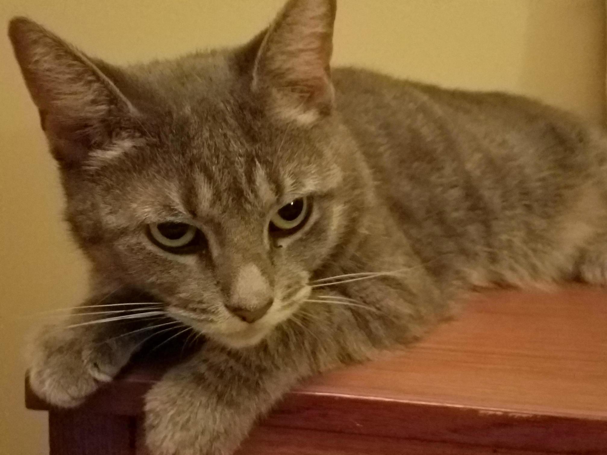 Siouxsie Sioux, Our Most Recent Adoptee. from Feral to Lap Lover.