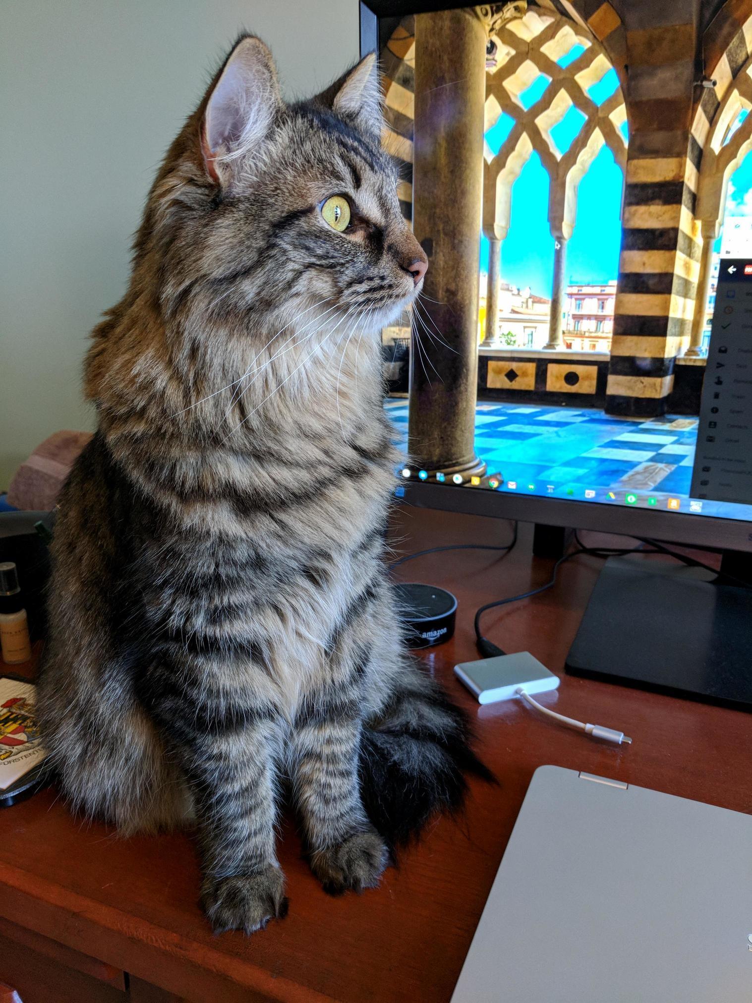 Six Weeks with This Pretty Maine Coon Rescue. She Helps Me Work. Life Is So Good!