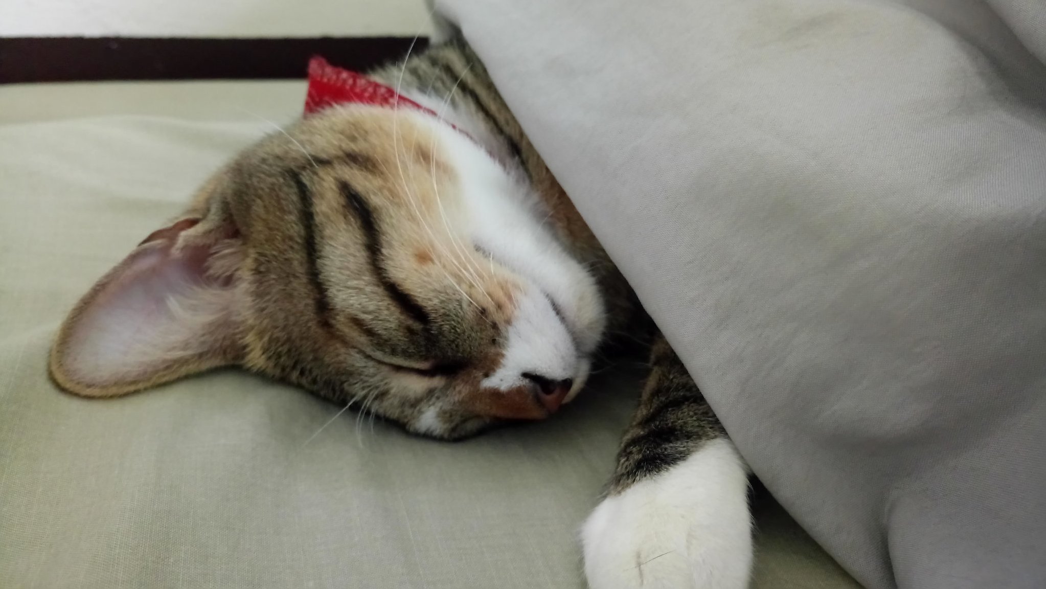 Sleeping Kitty Is Sleeping