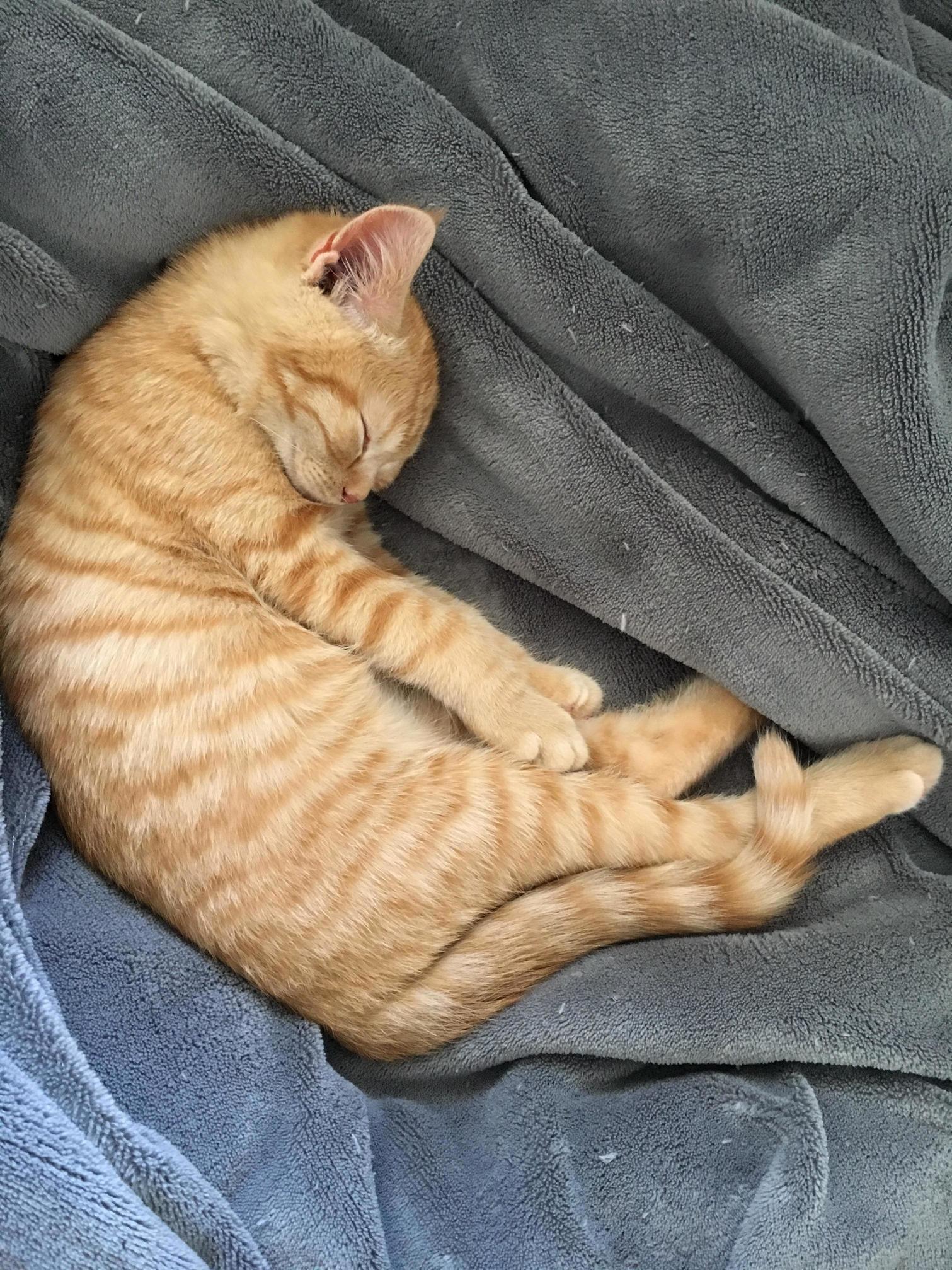 Sleeping Yuki