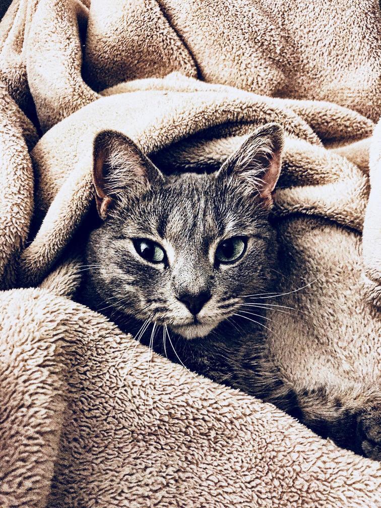 Sleepy Kitty