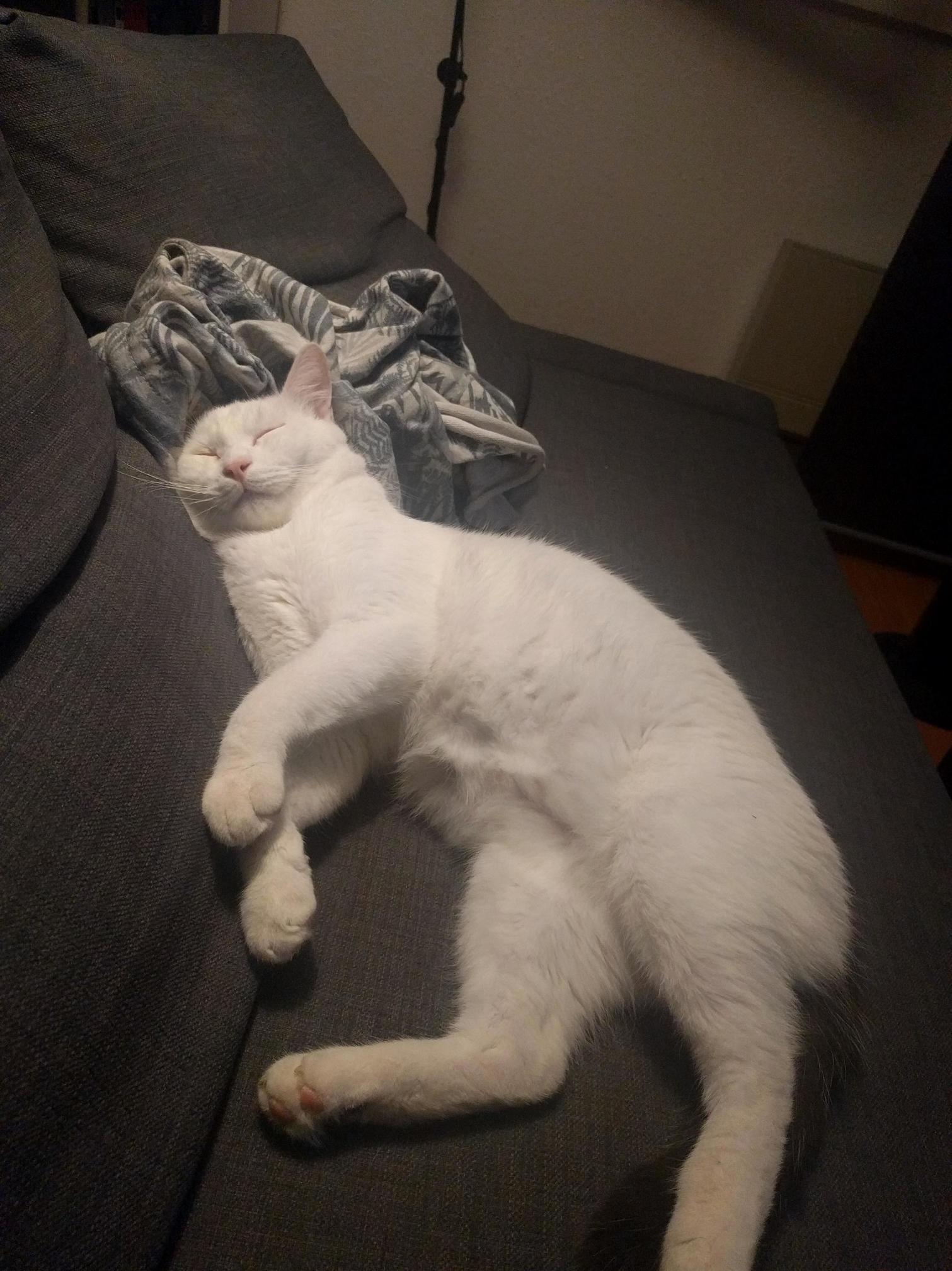 Sleepy One