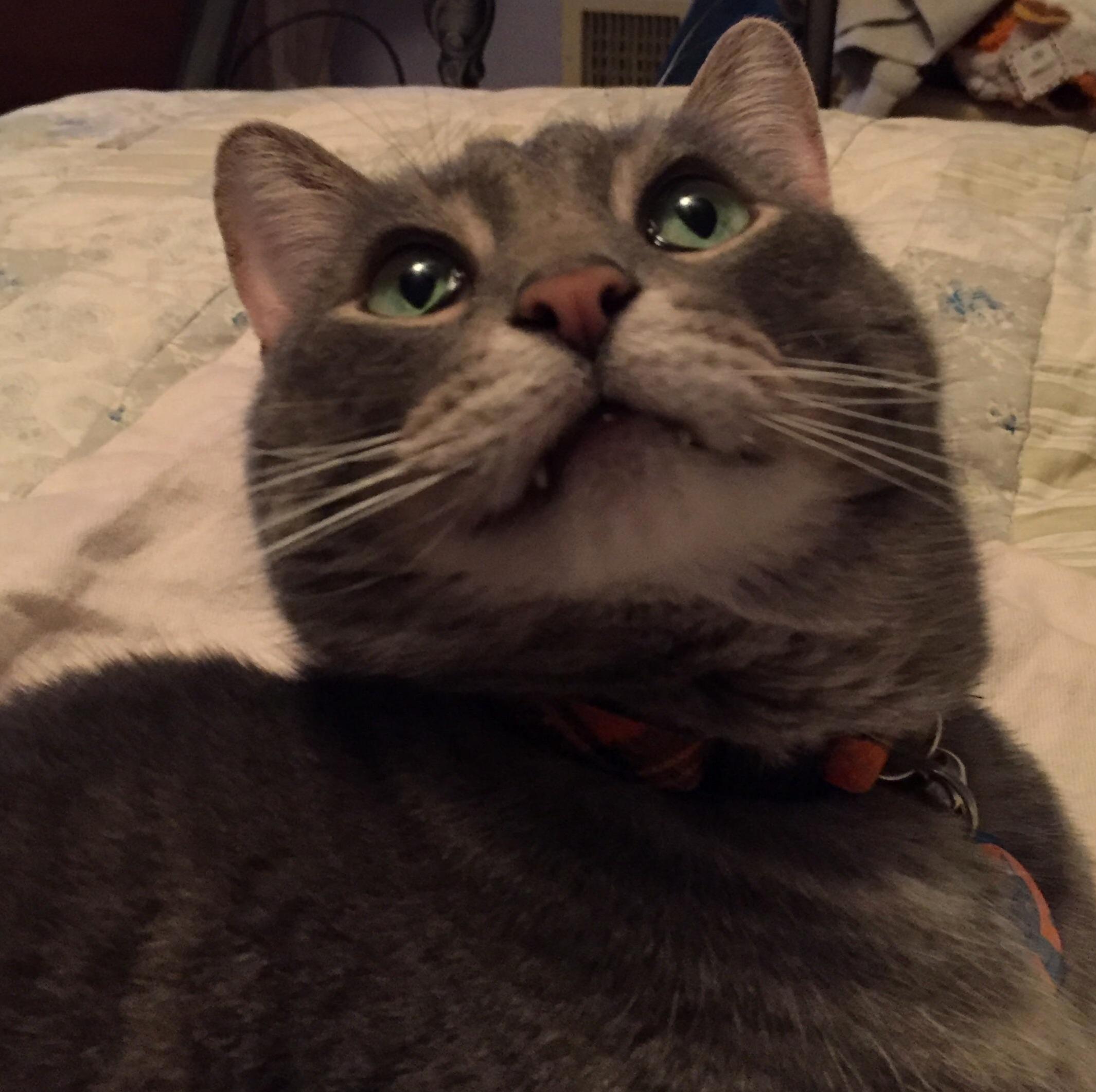 Smokey Wants to Be the Cheshire Cat.