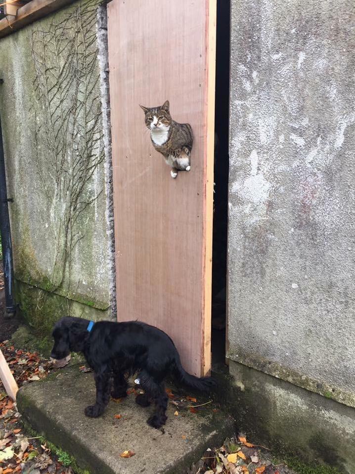 So Spiderpig Insists on Using the Hole in the Door Even Though the Door Is Open.