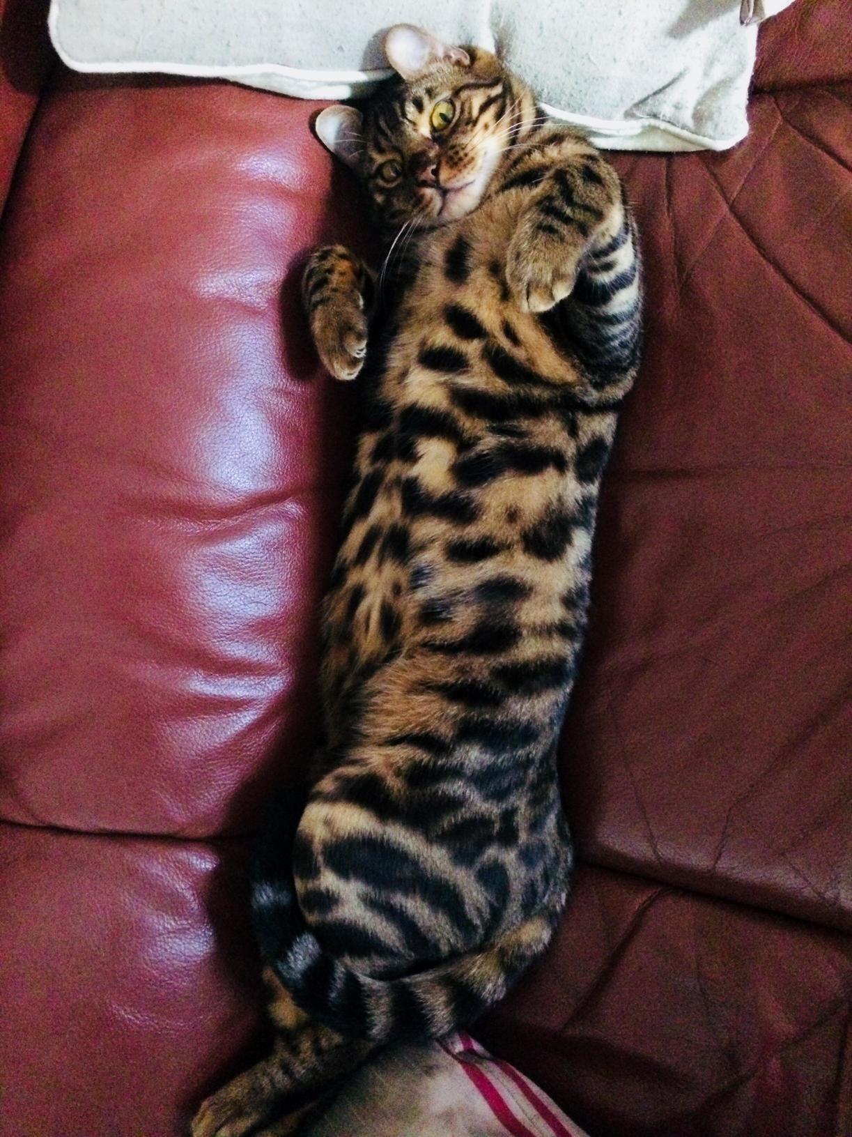 Some Well Deserved Belly Rubs After Being a Good Boy with the Christmas Tree .... So Far...
