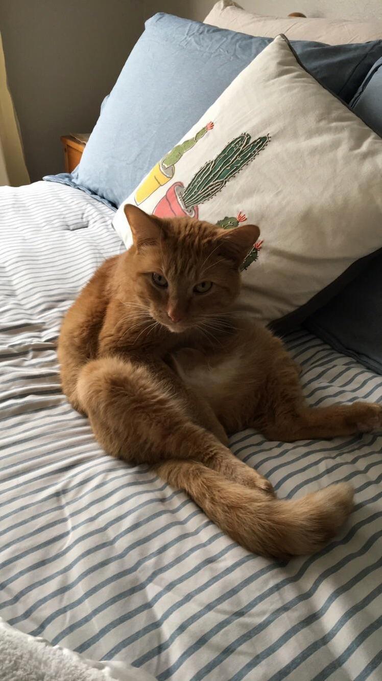 Sometimes Louis Sits Like a Little Orange Human.